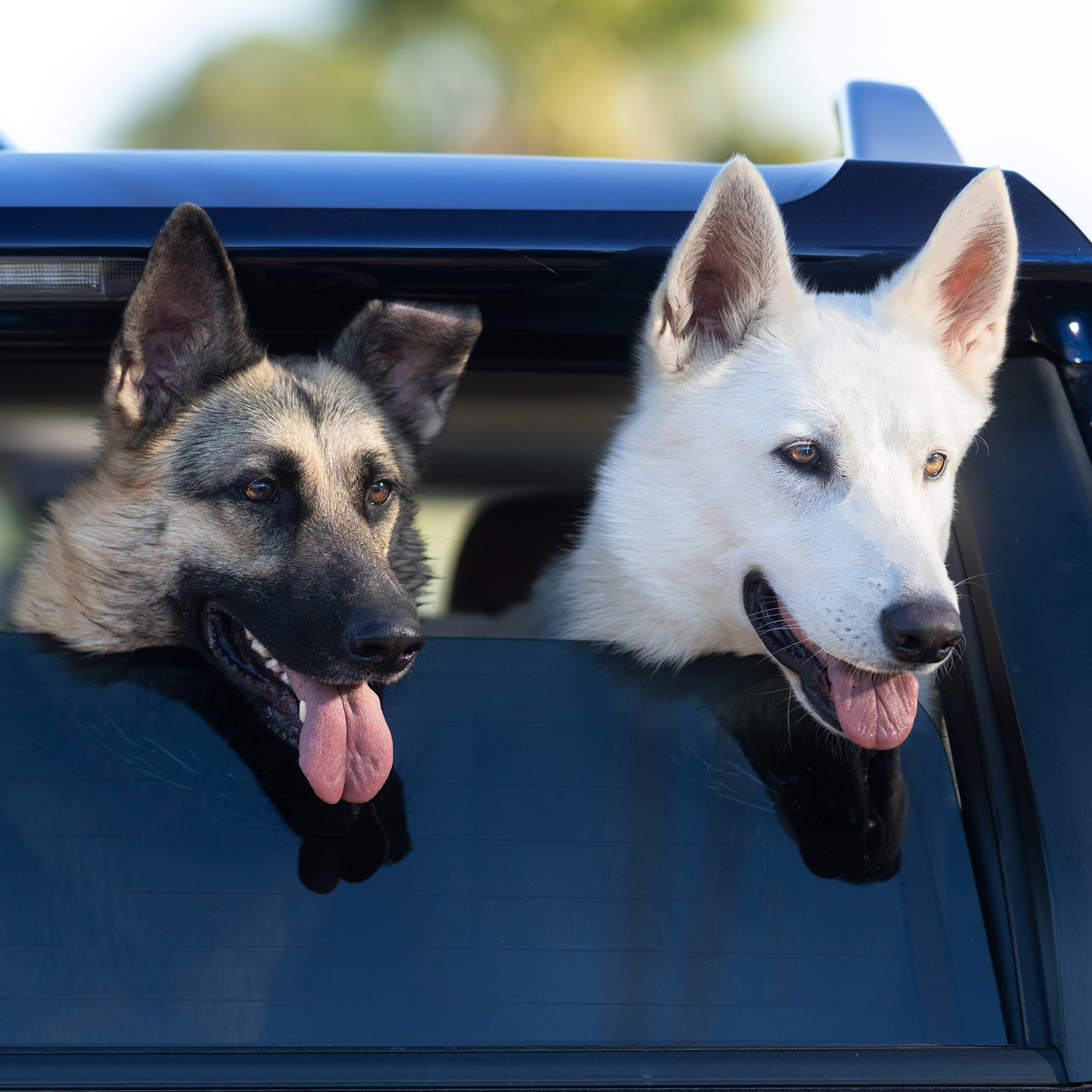 Two shepherd dogs and a ball