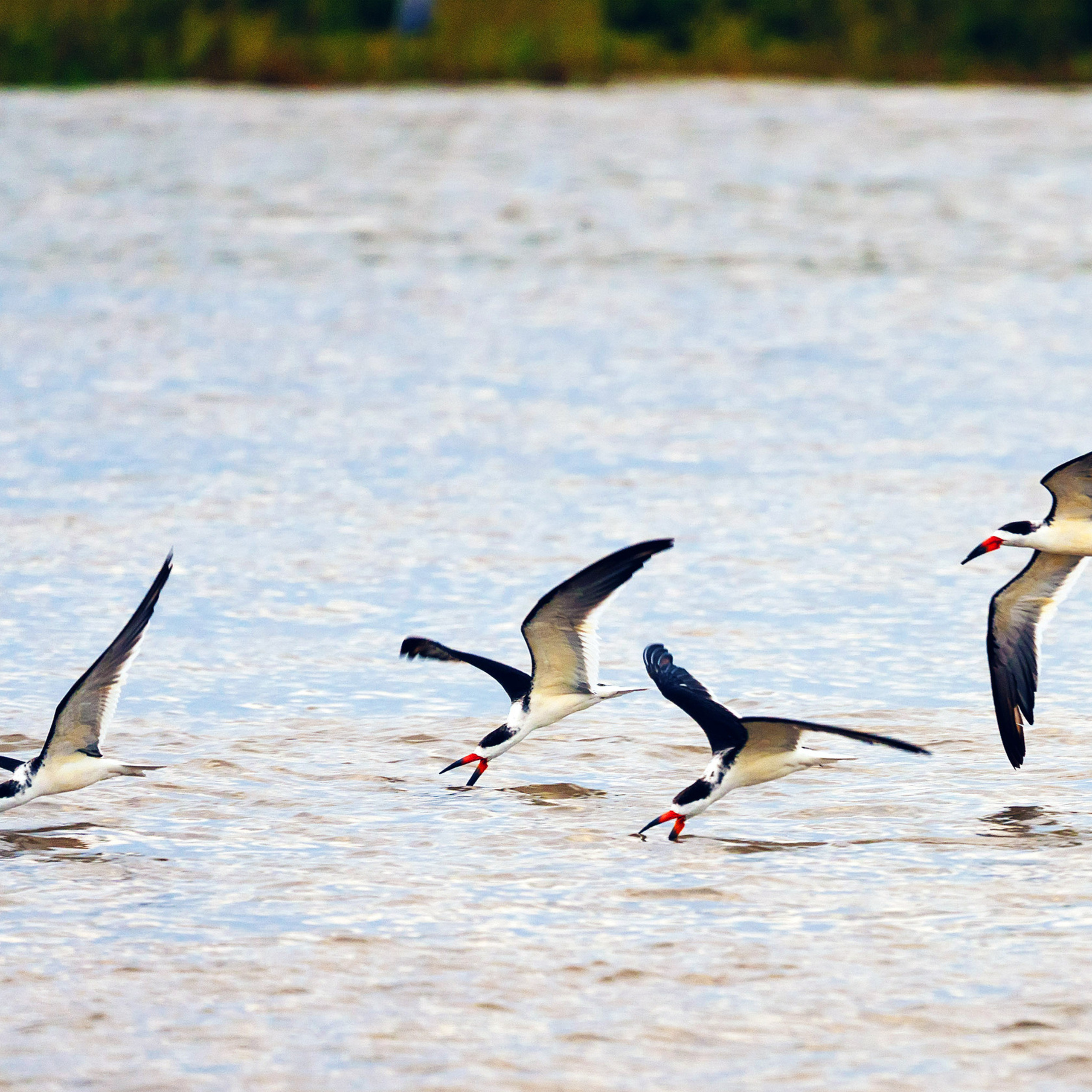 Near Sergeant 28.755599, -95.658287