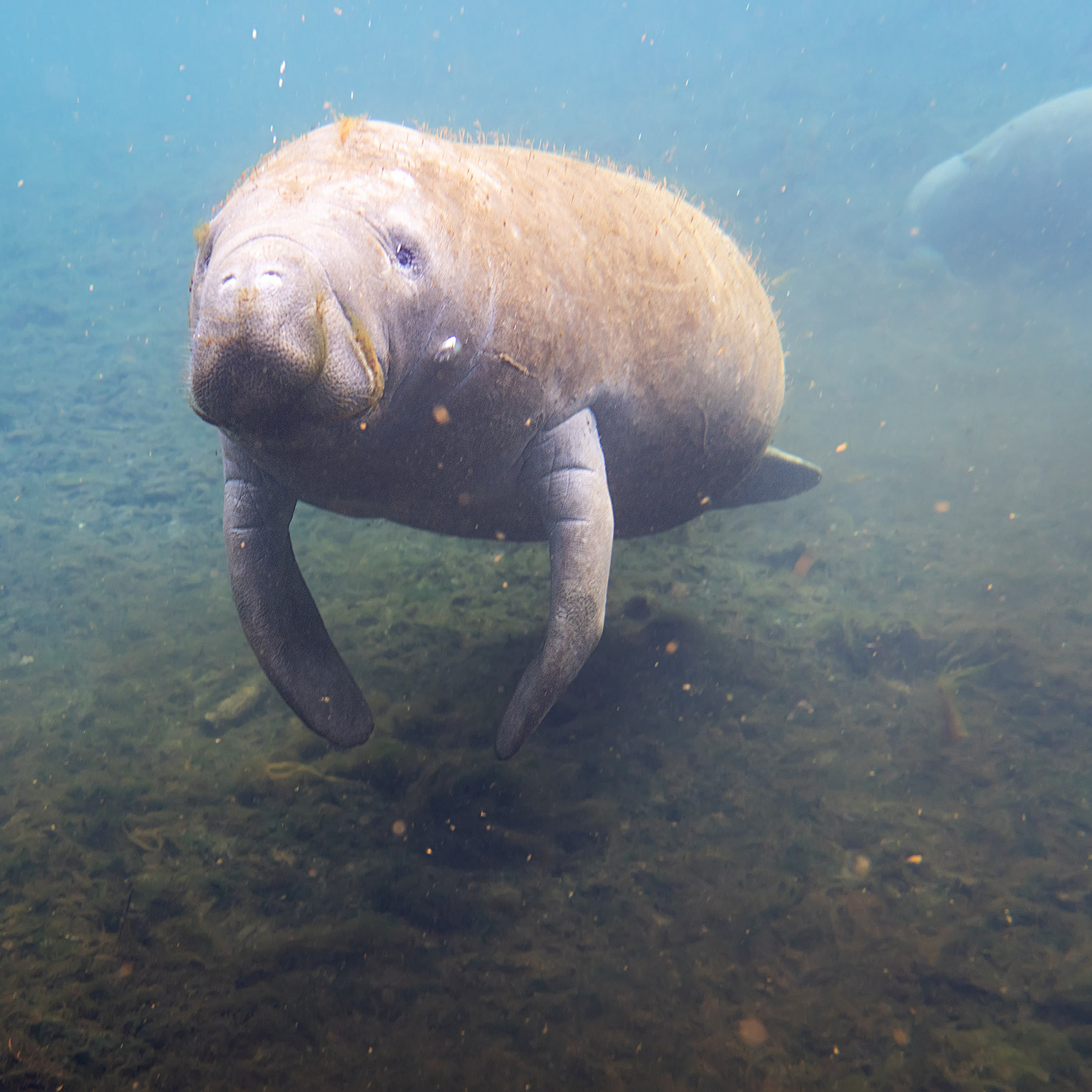 Manatee Springs State Park