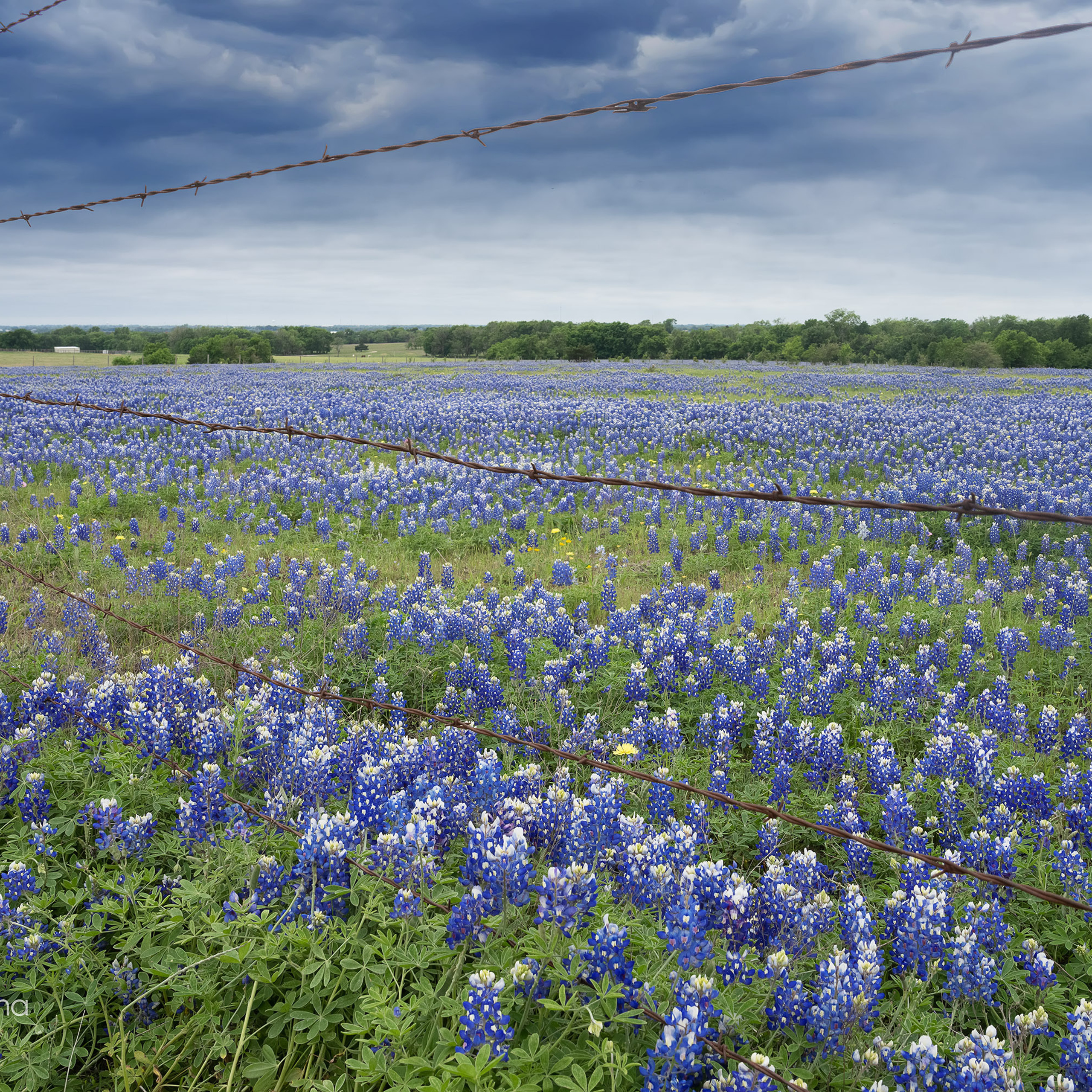 Bluebonnets