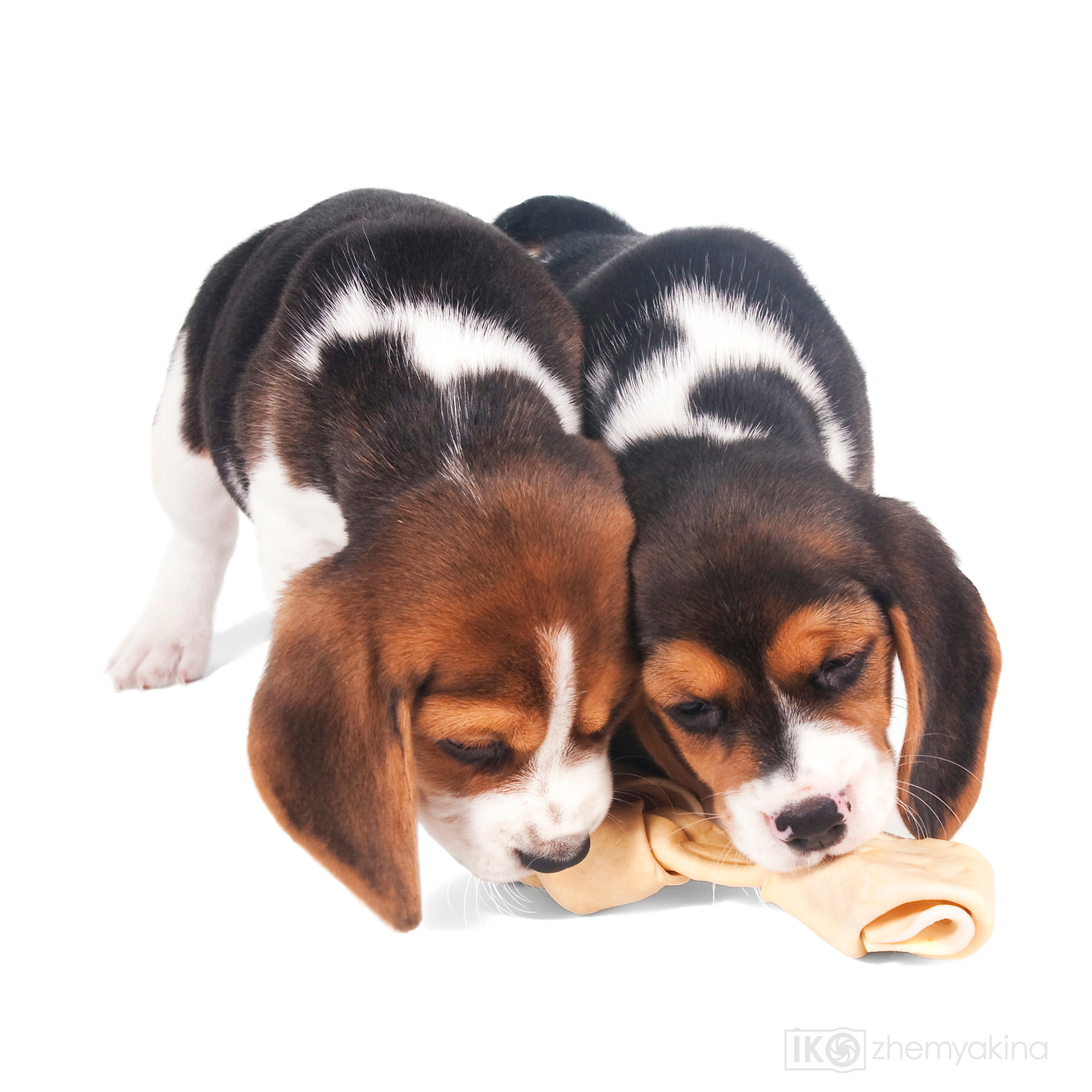 Beagle puppies