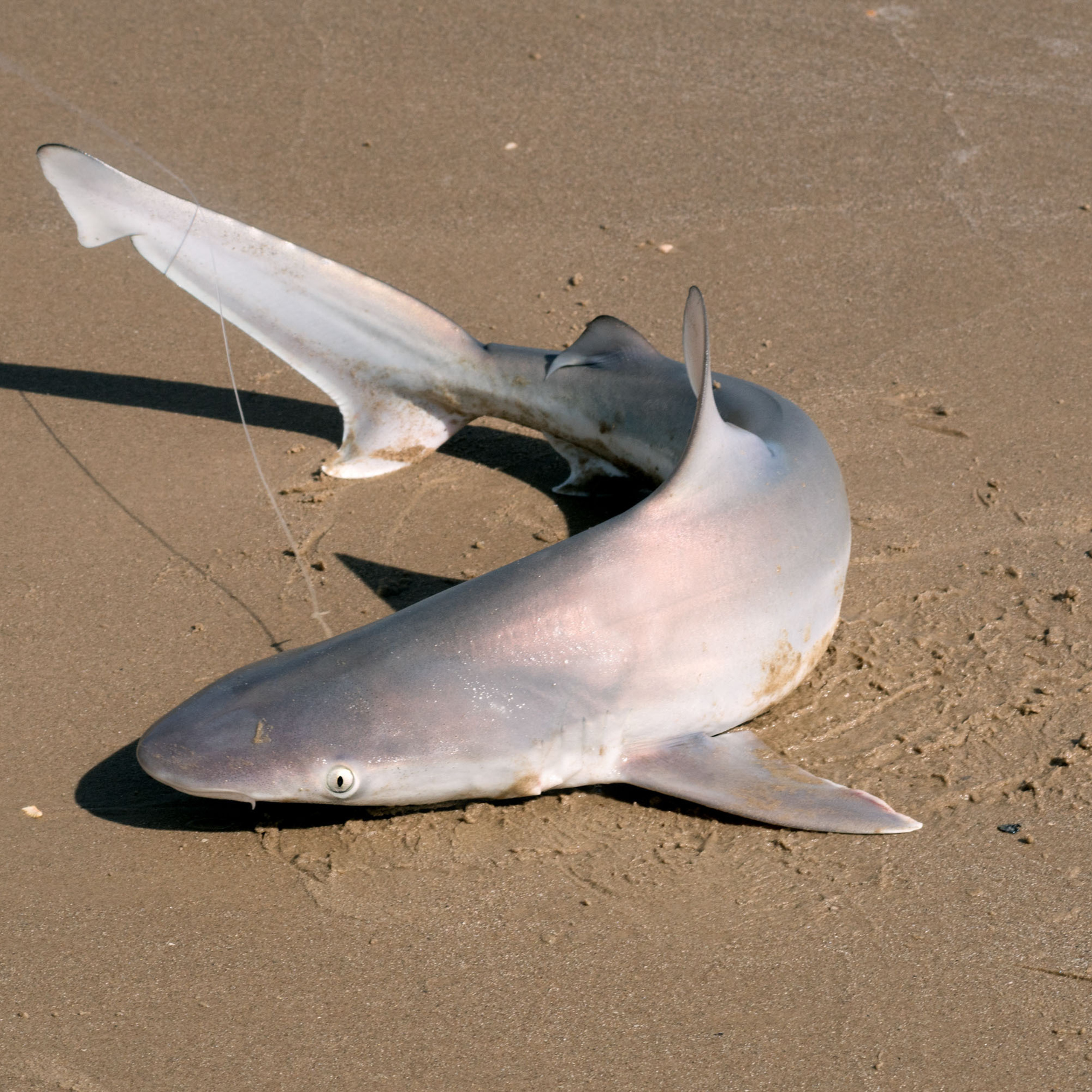 2017-10-15, Montagorda, sharks