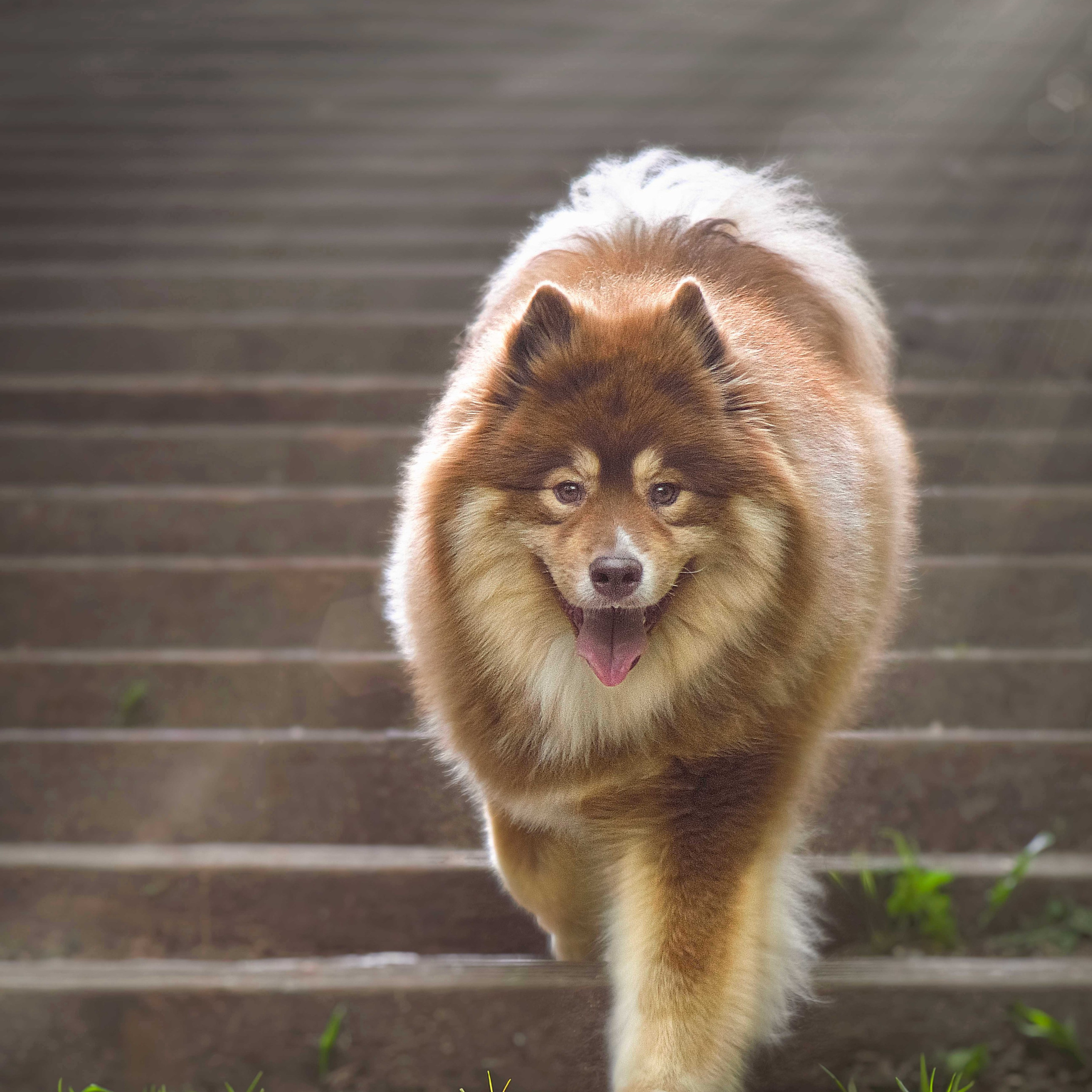 Finnish Lapphund dog walking down stone steps during an outdoor pet photography session with soft natural light and detailed fur texture.