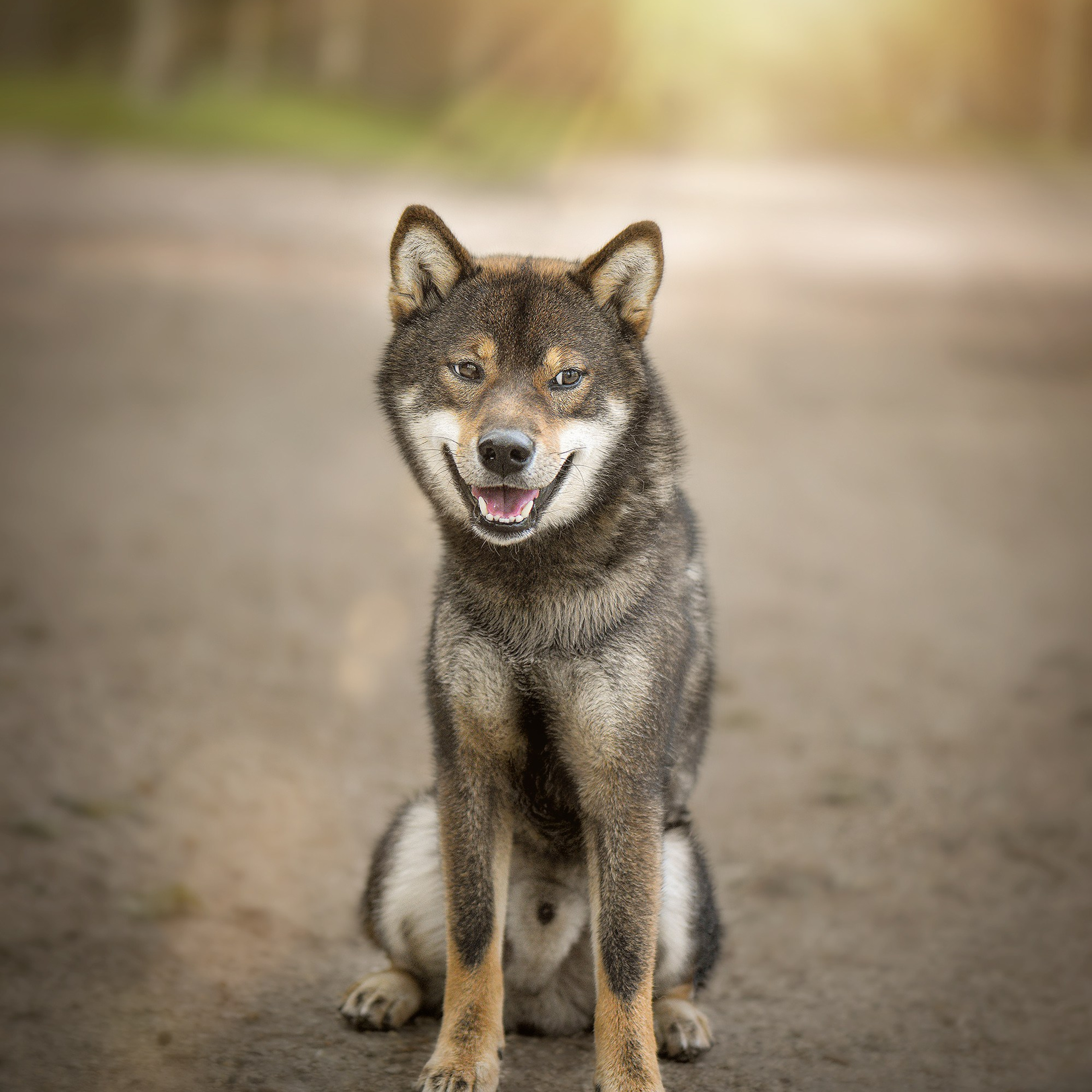 Portrait of a Shiba Inu sitting on a park trail with a soft bokeh background and natural outdoor lighting