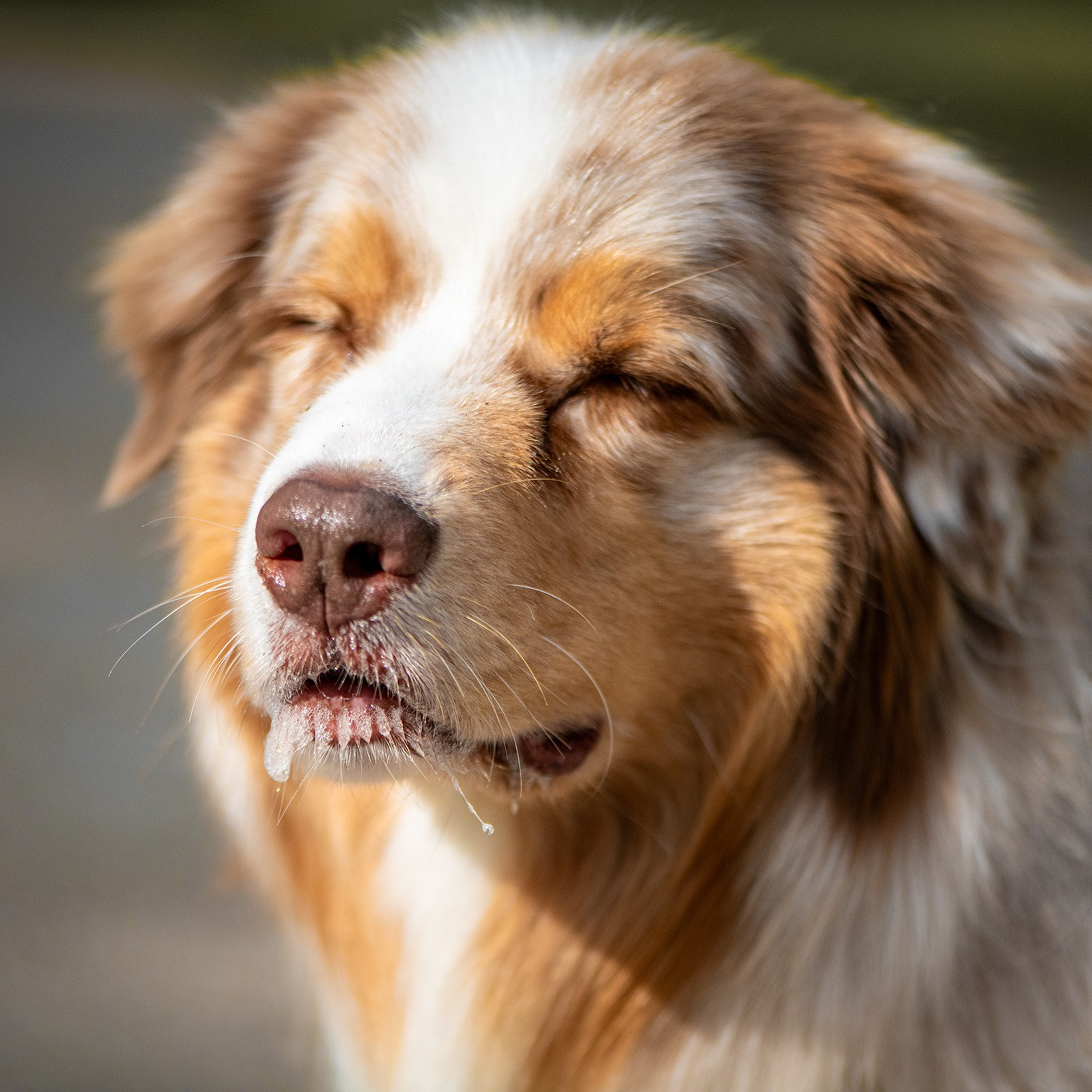 Professional Photographer in France | Portrait, Event & Pet Photography