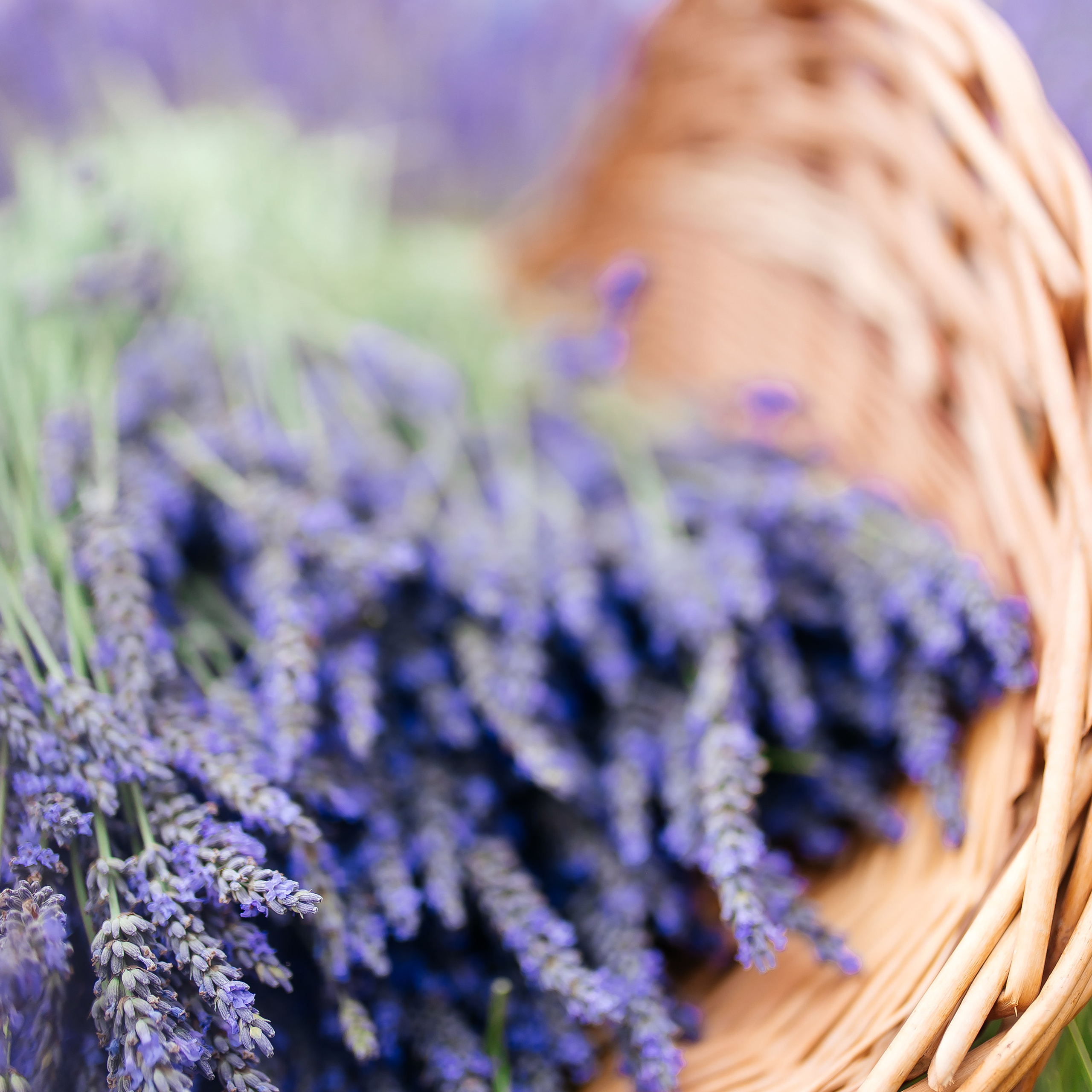 Testimonials. Wedding photographer in Prague Anastasiia Bulakh