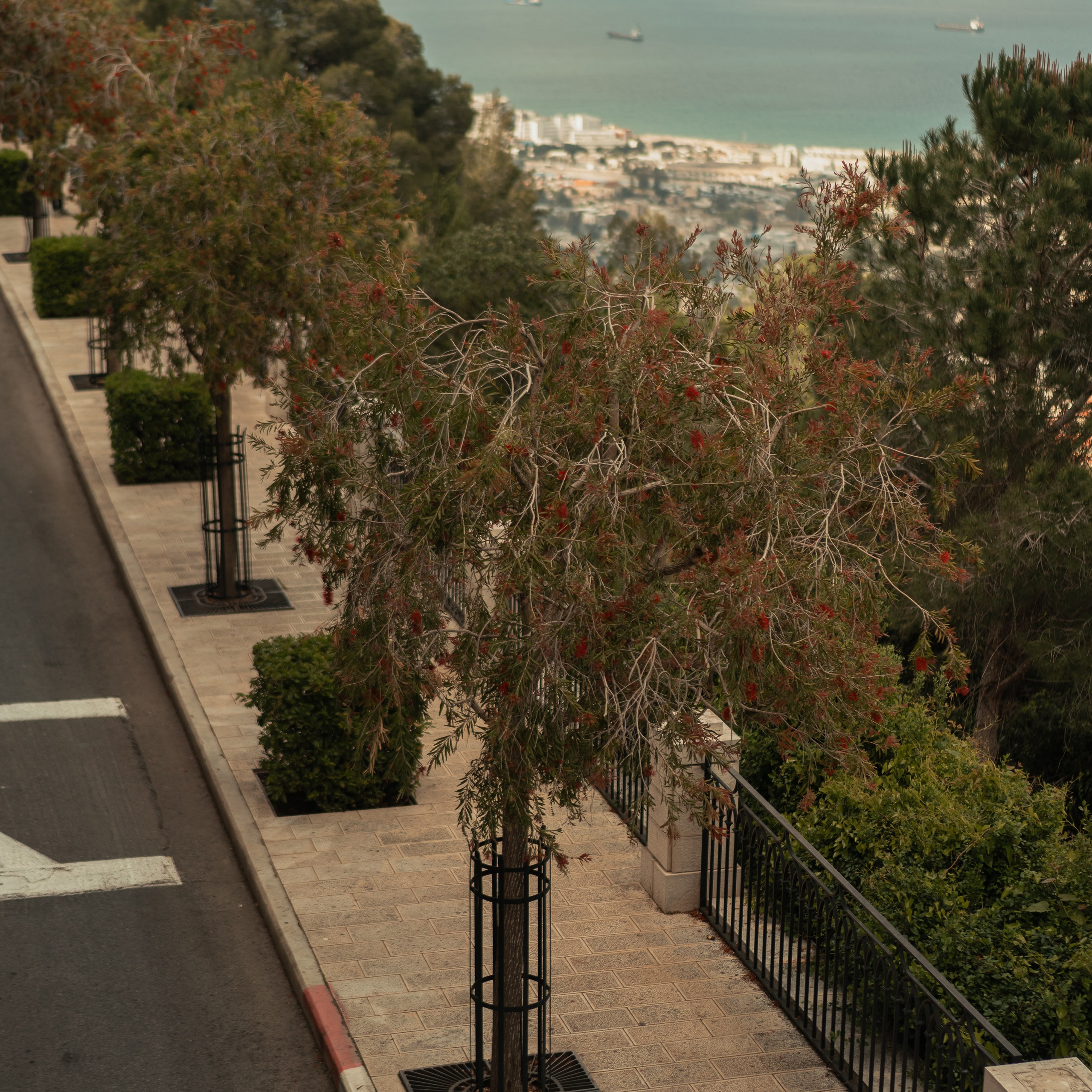 תצפית פרומנד לואי בחיפה: צילום עם נוף עירוני