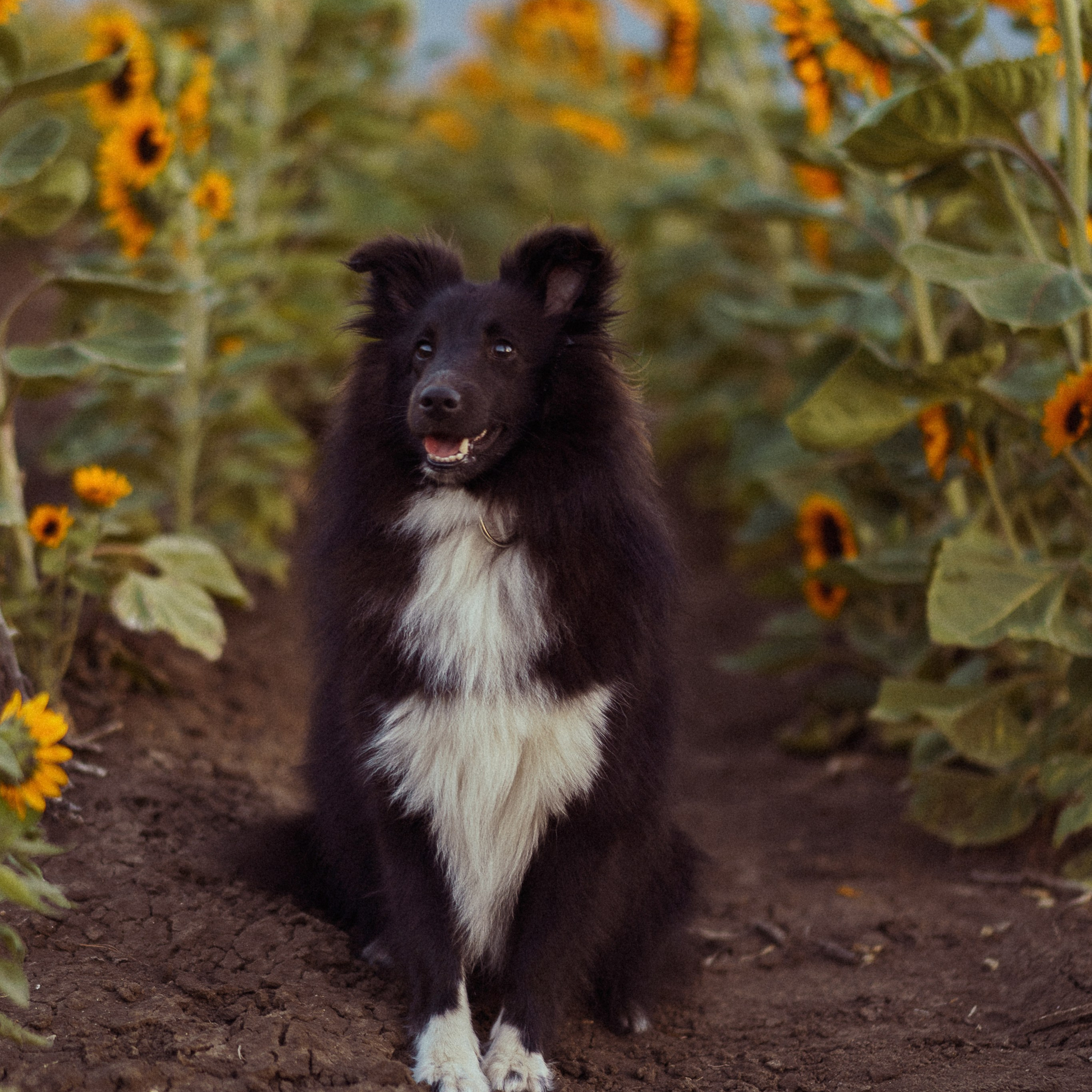 Sunflower Field for Photoshoots: Summer Shoots