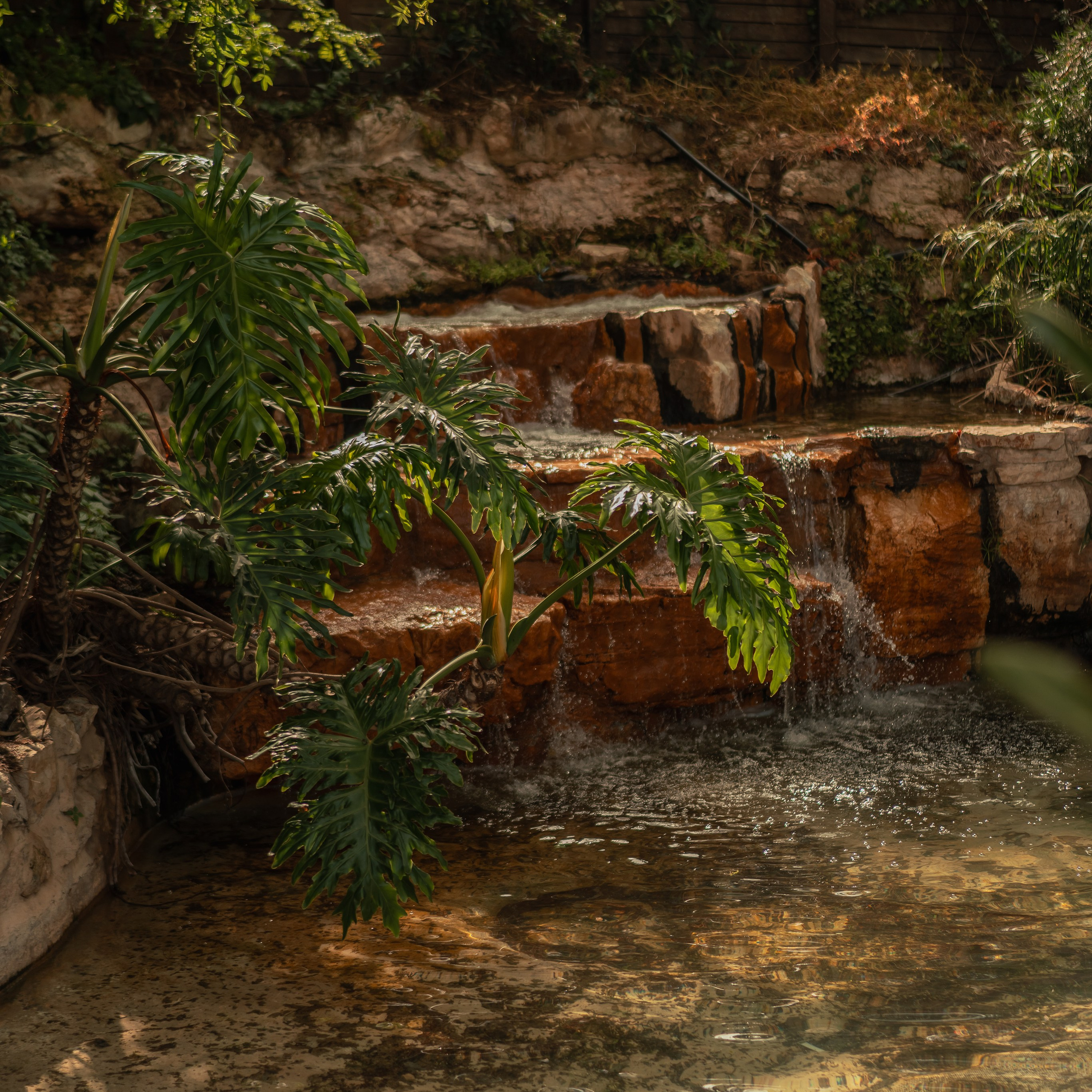 תצפית פרומנד לואי בחיפה: צילום עם נוף עירוני