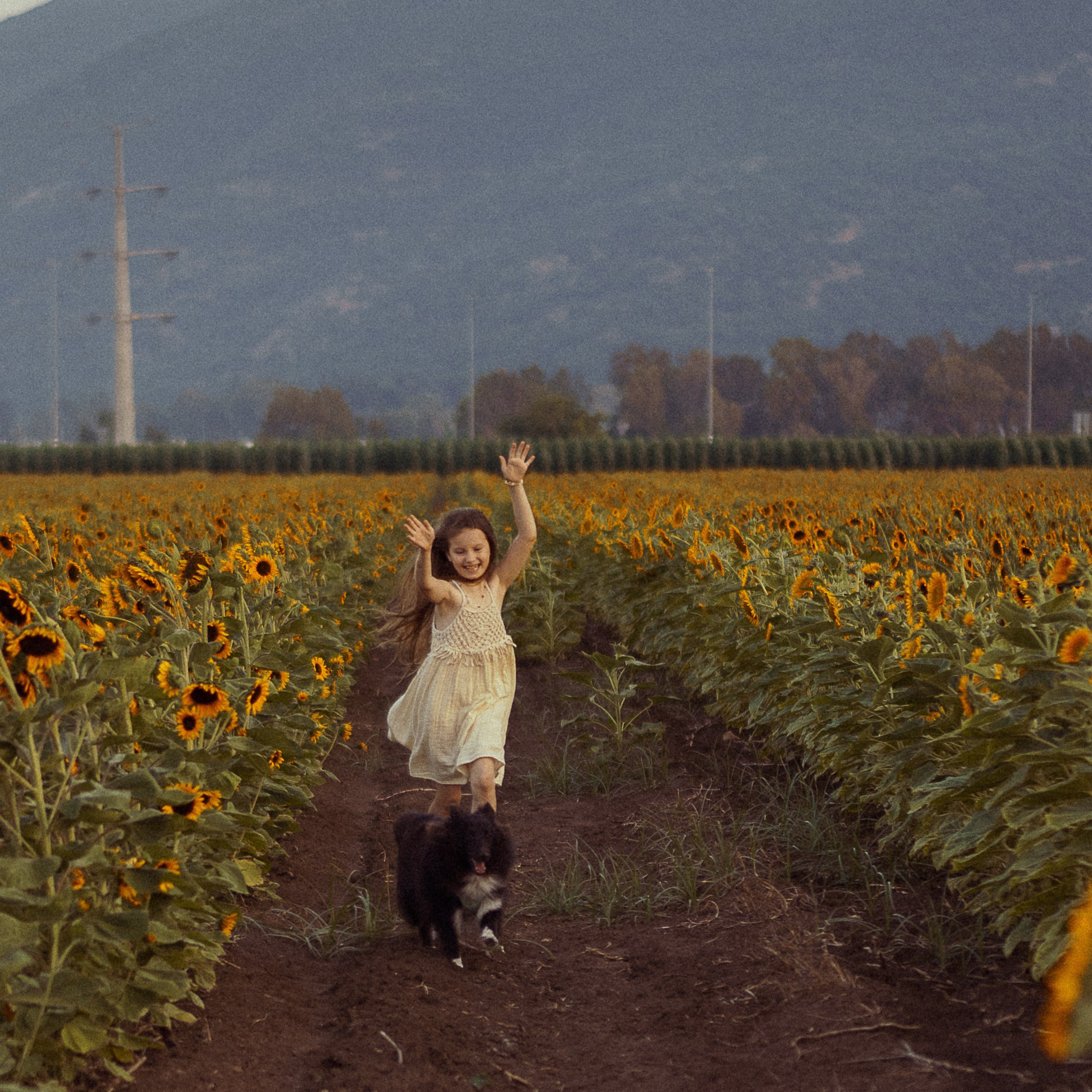 Sunflower Field for Photoshoots: Summer Shoots