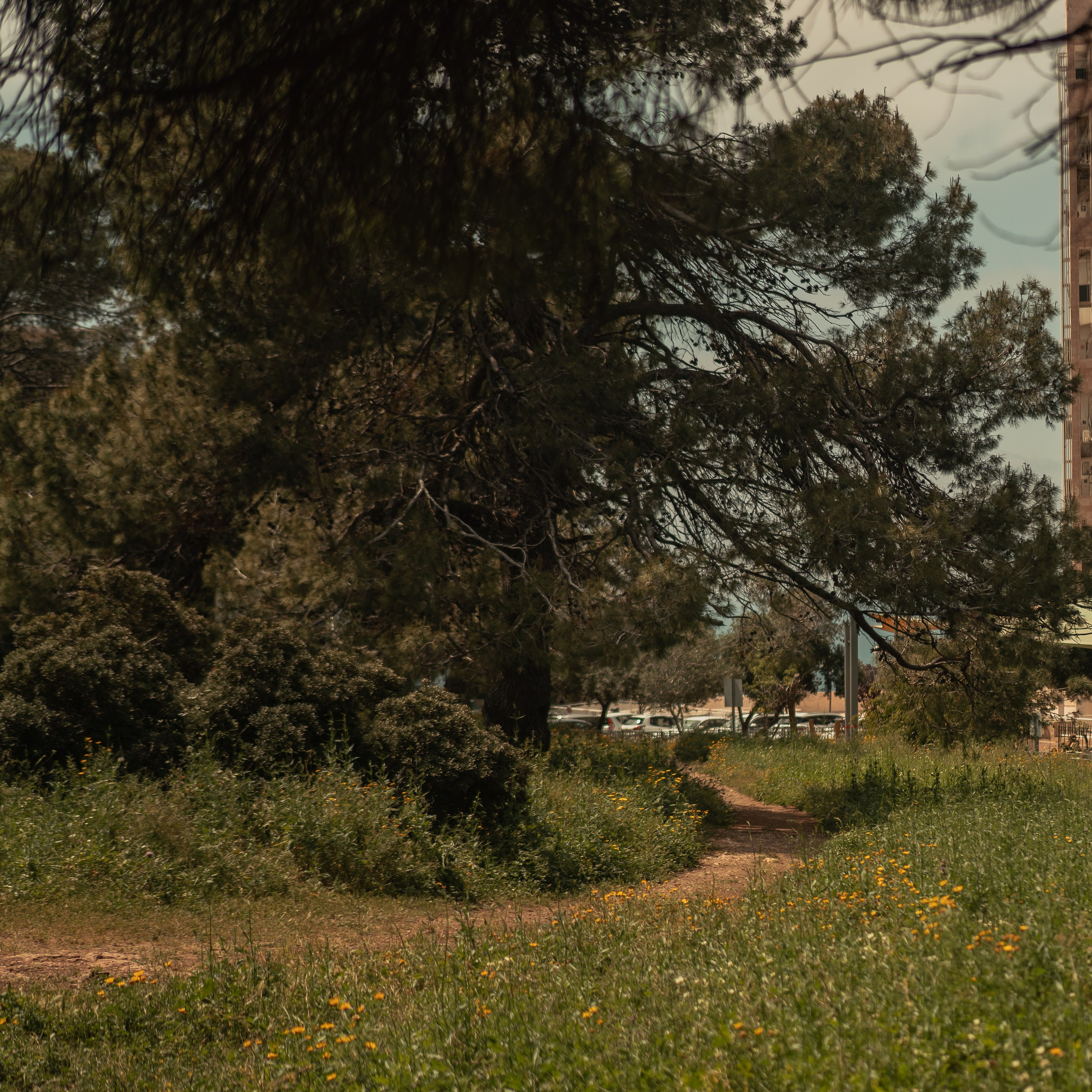 נדנדות לחוויות צילום קלילות וכיפיות
