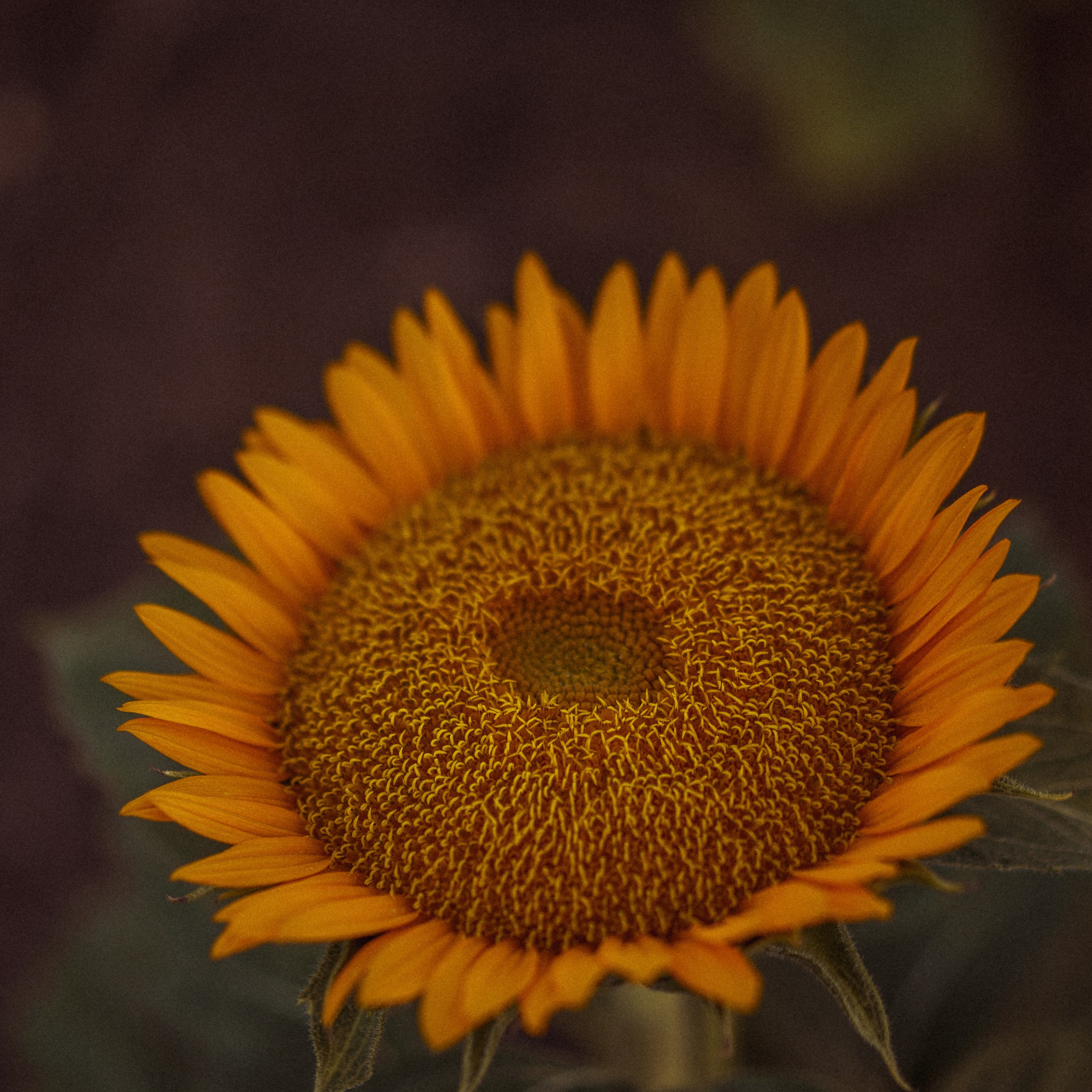 Sunflower Field for Photoshoots: Summer Shoots