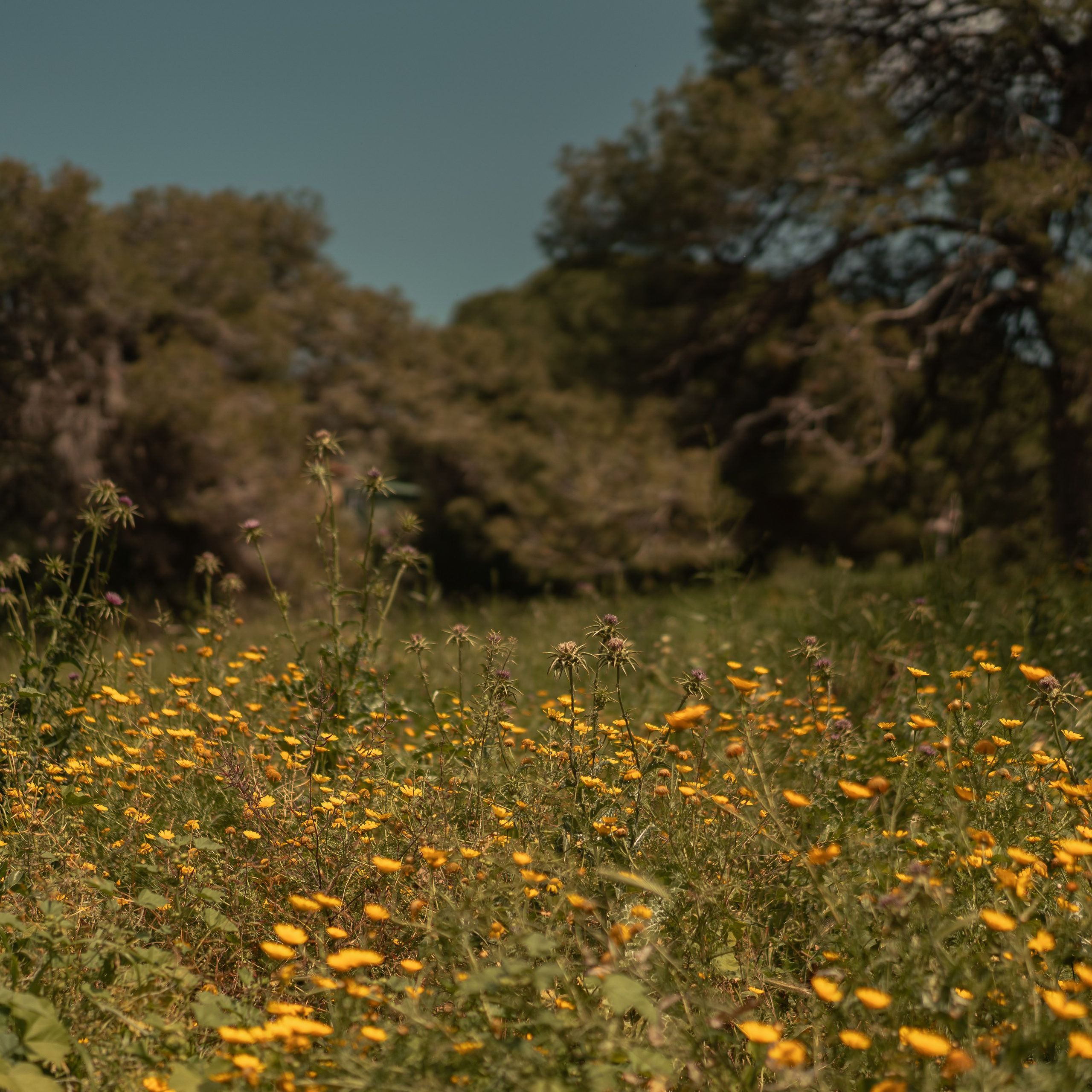 נדנדות לחוויות צילום קלילות וכיפיות