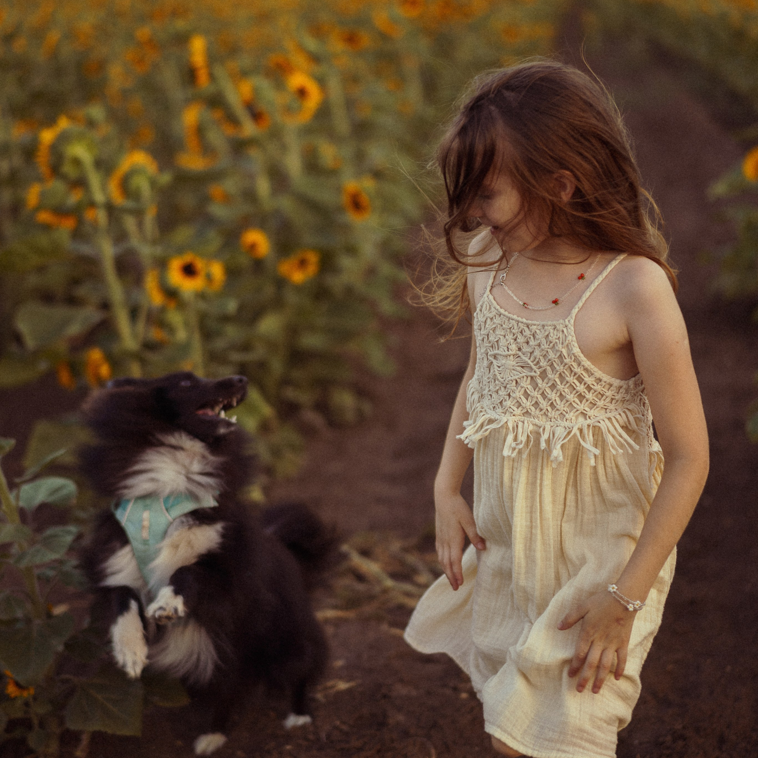 Sunflower Field for Photoshoots: Summer Shoots