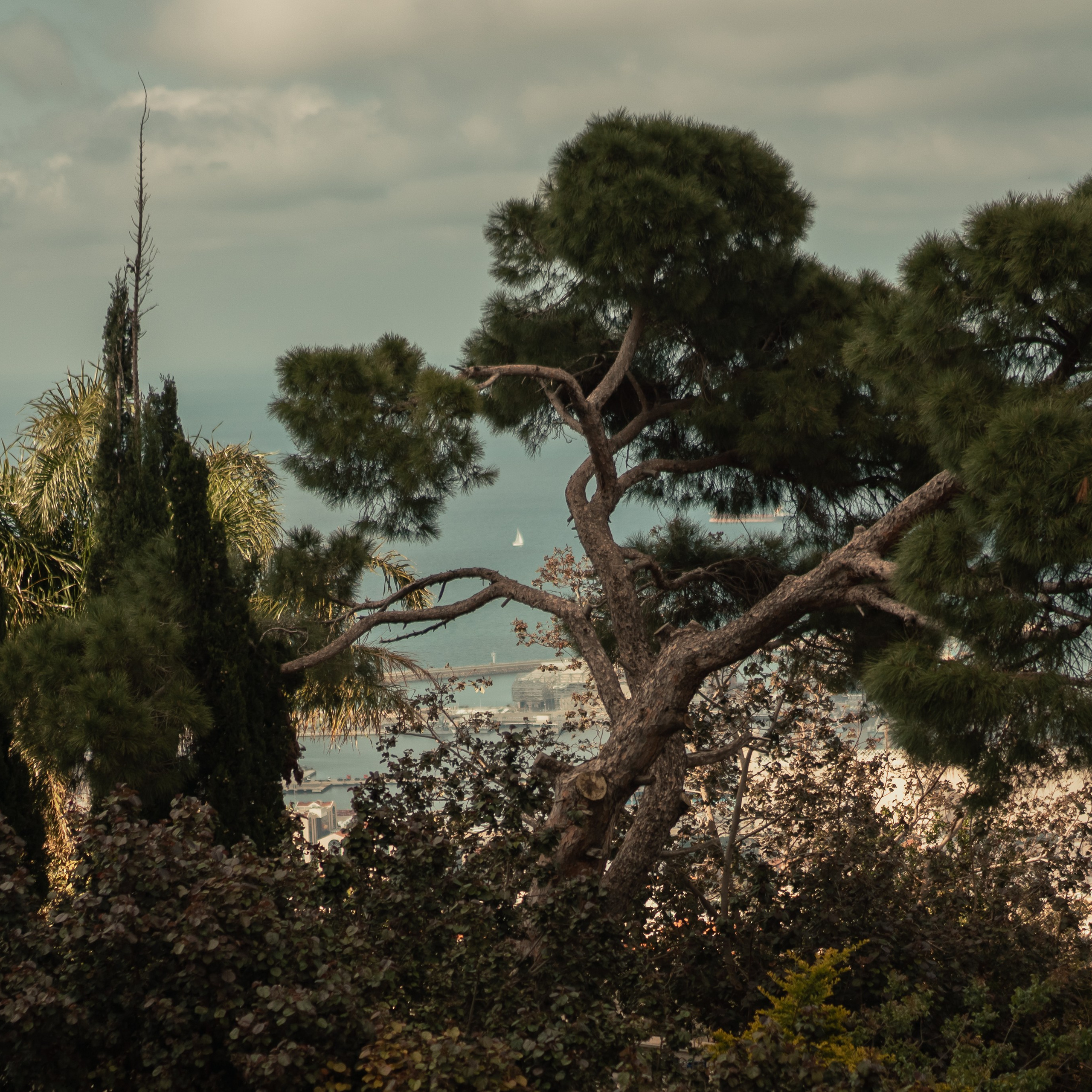 תצפית פרומנד לואי בחיפה: צילום עם נוף עירוני