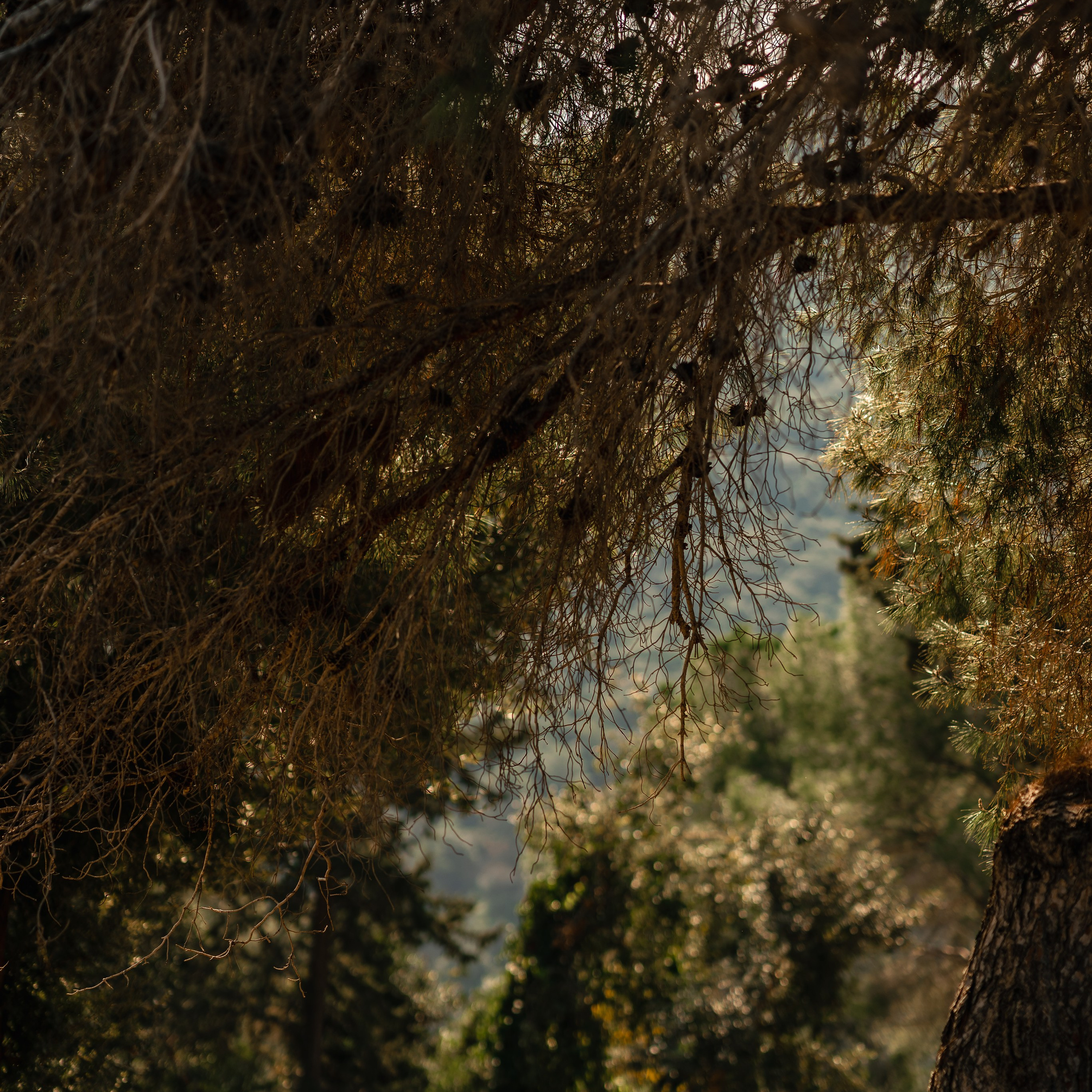 Нешер: Природная фотосессия в Израиле