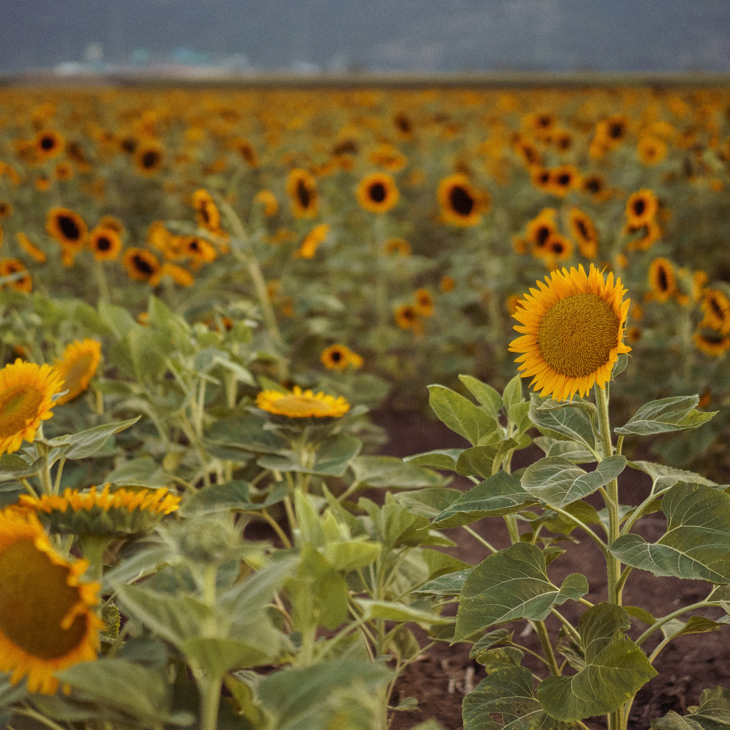 Sunflower Field for Photoshoots: Summer Shoots