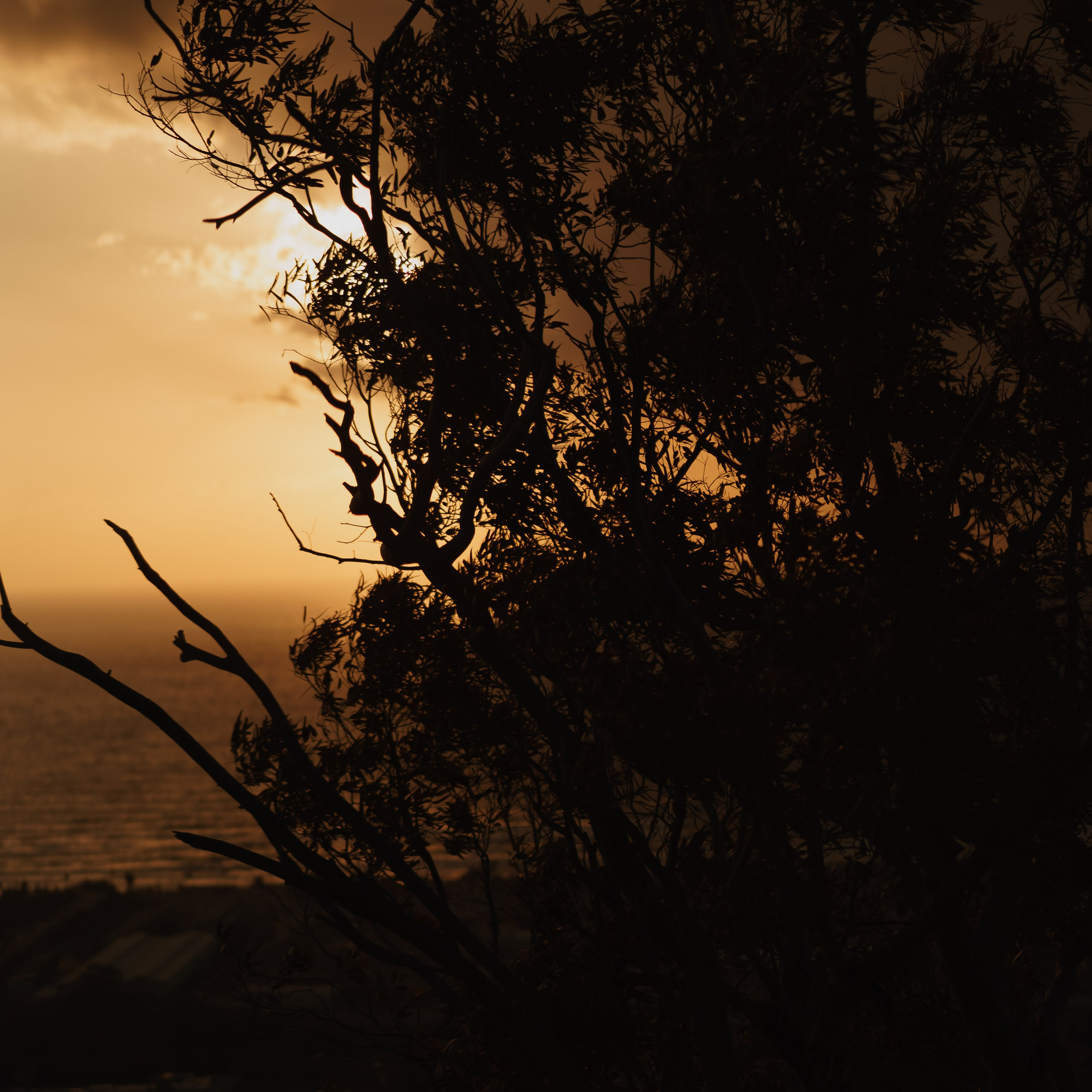 Viewing Platform with a Tree: Ideal for Spring Photoshoots