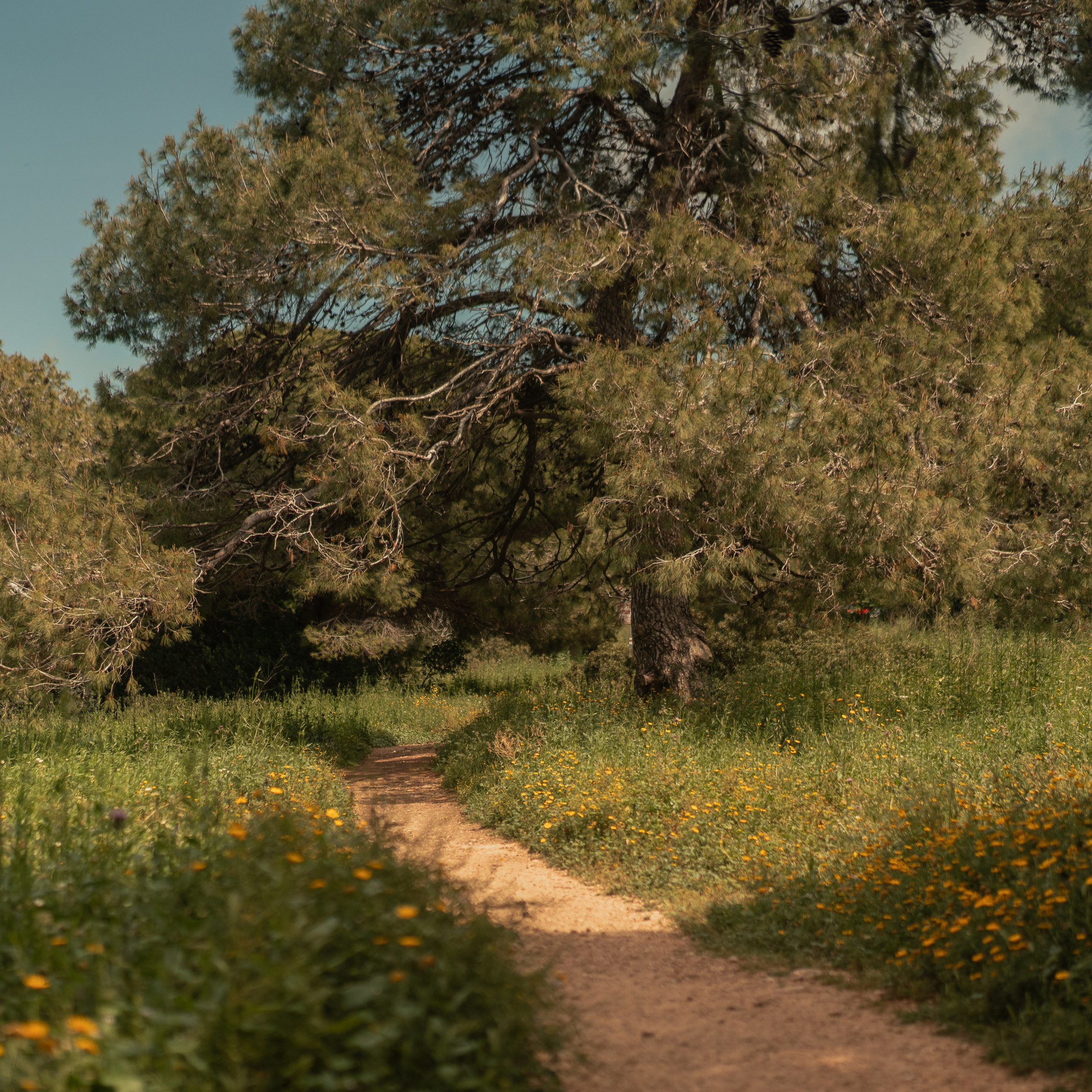 נדנדות לחוויות צילום קלילות וכיפיות
