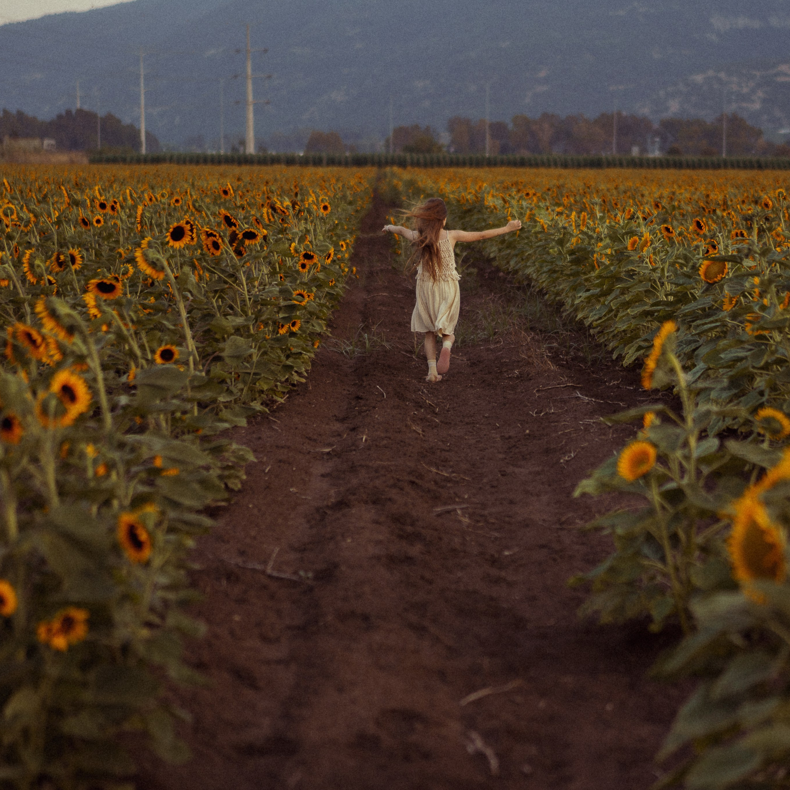 Sunflower Field for Photoshoots: Summer Shoots