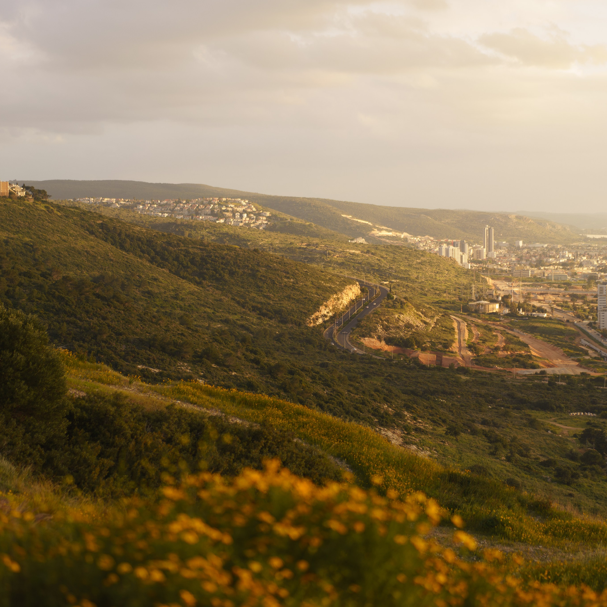 Viewing Platform with a Tree: Ideal for Spring Photoshoots