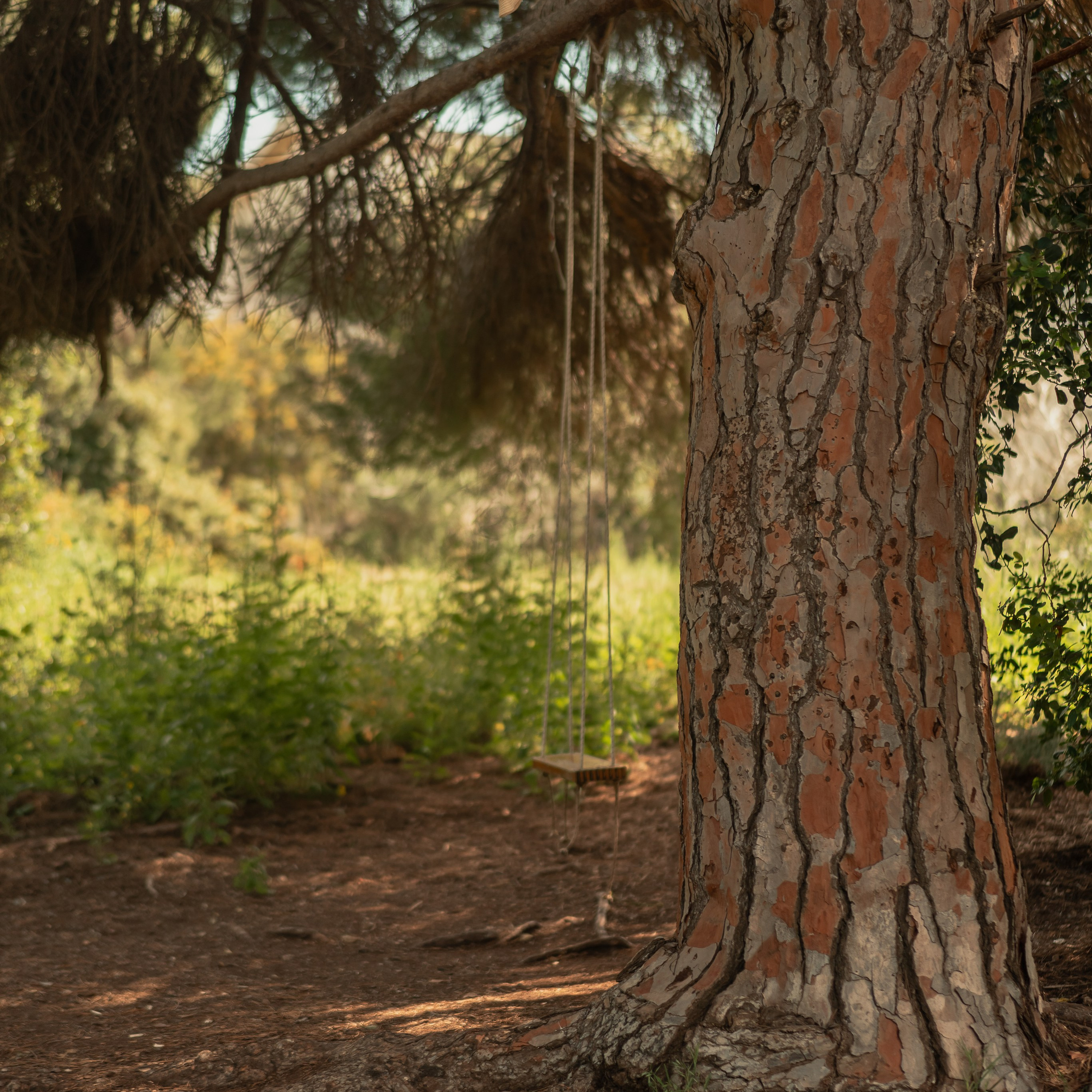 נדנדות לחוויות צילום קלילות וכיפיות