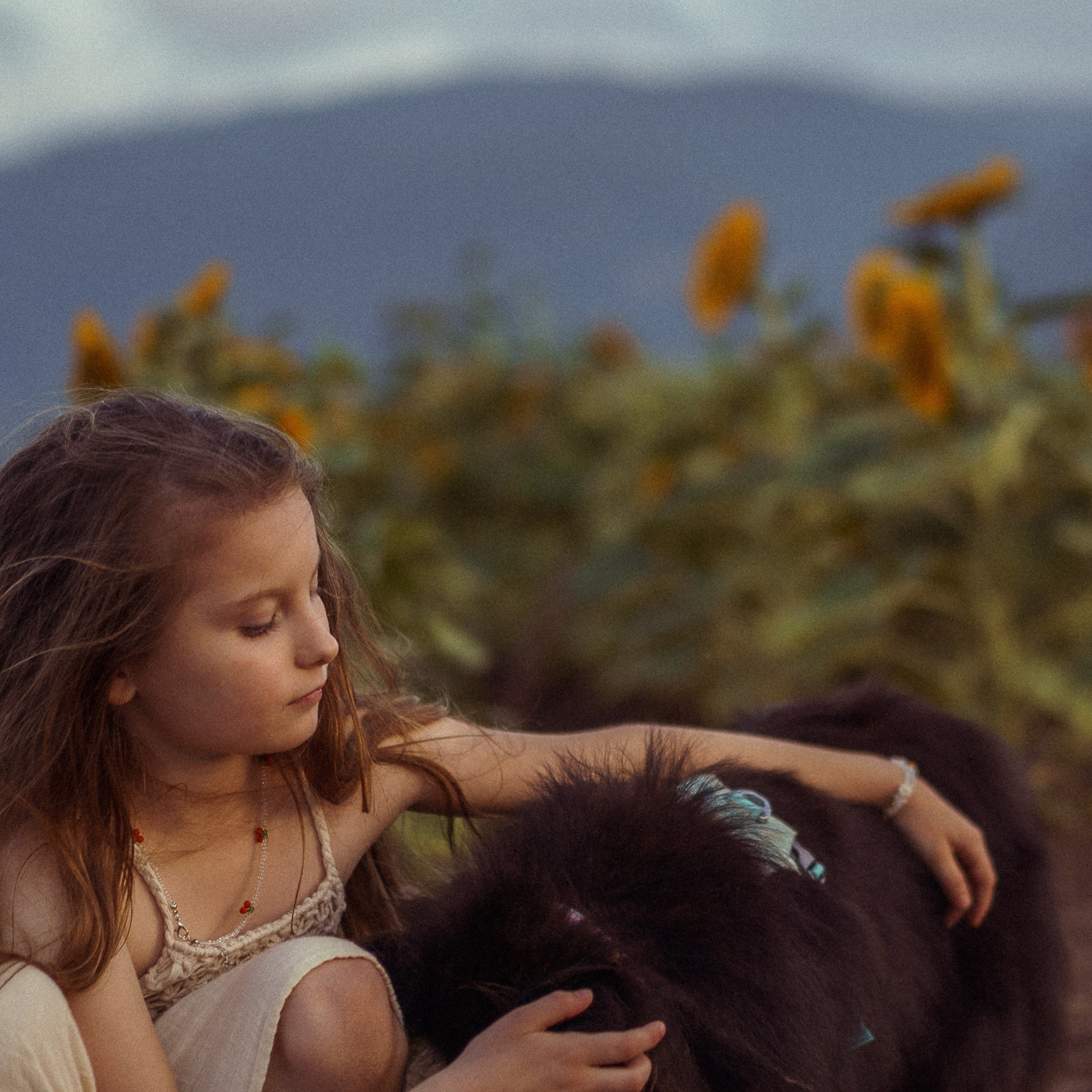 Sunflower Field for Photoshoots: Summer Shoots
