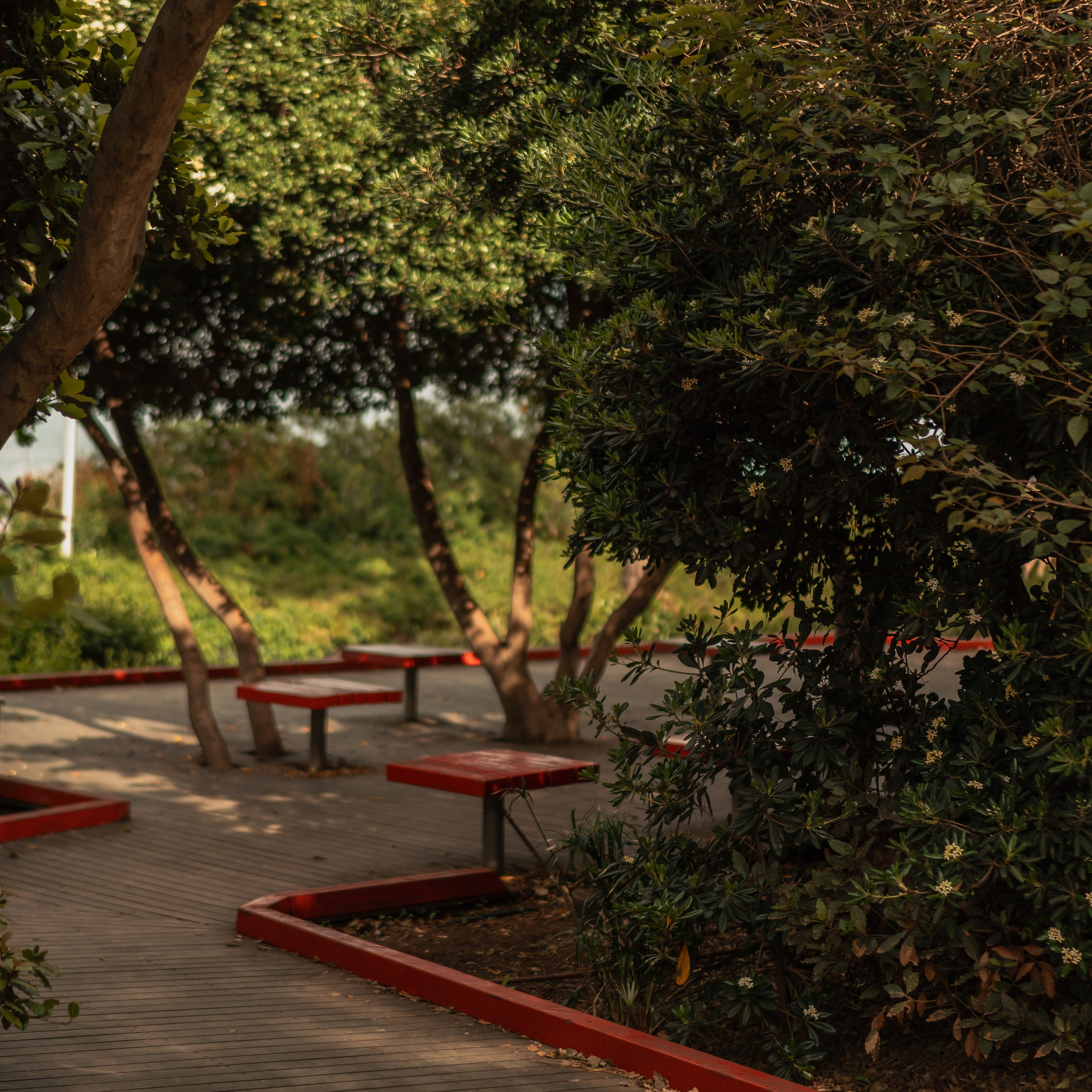 תצפית פרומנד לואי בחיפה: צילום עם נוף עירוני