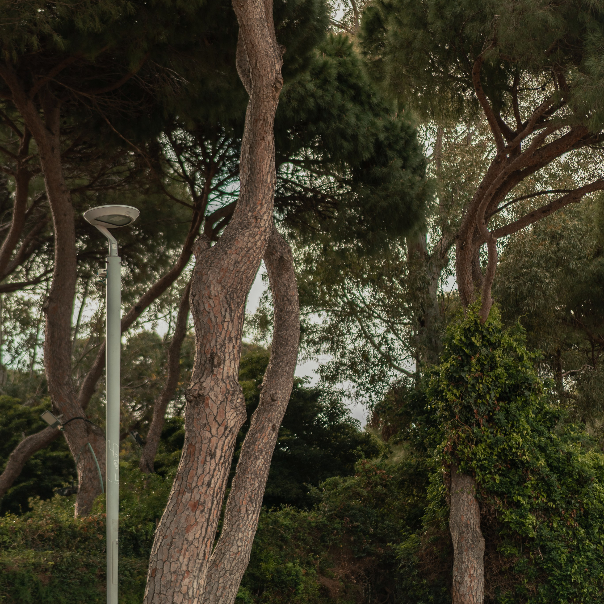 תצפית פרומנד לואי בחיפה: צילום עם נוף עירוני