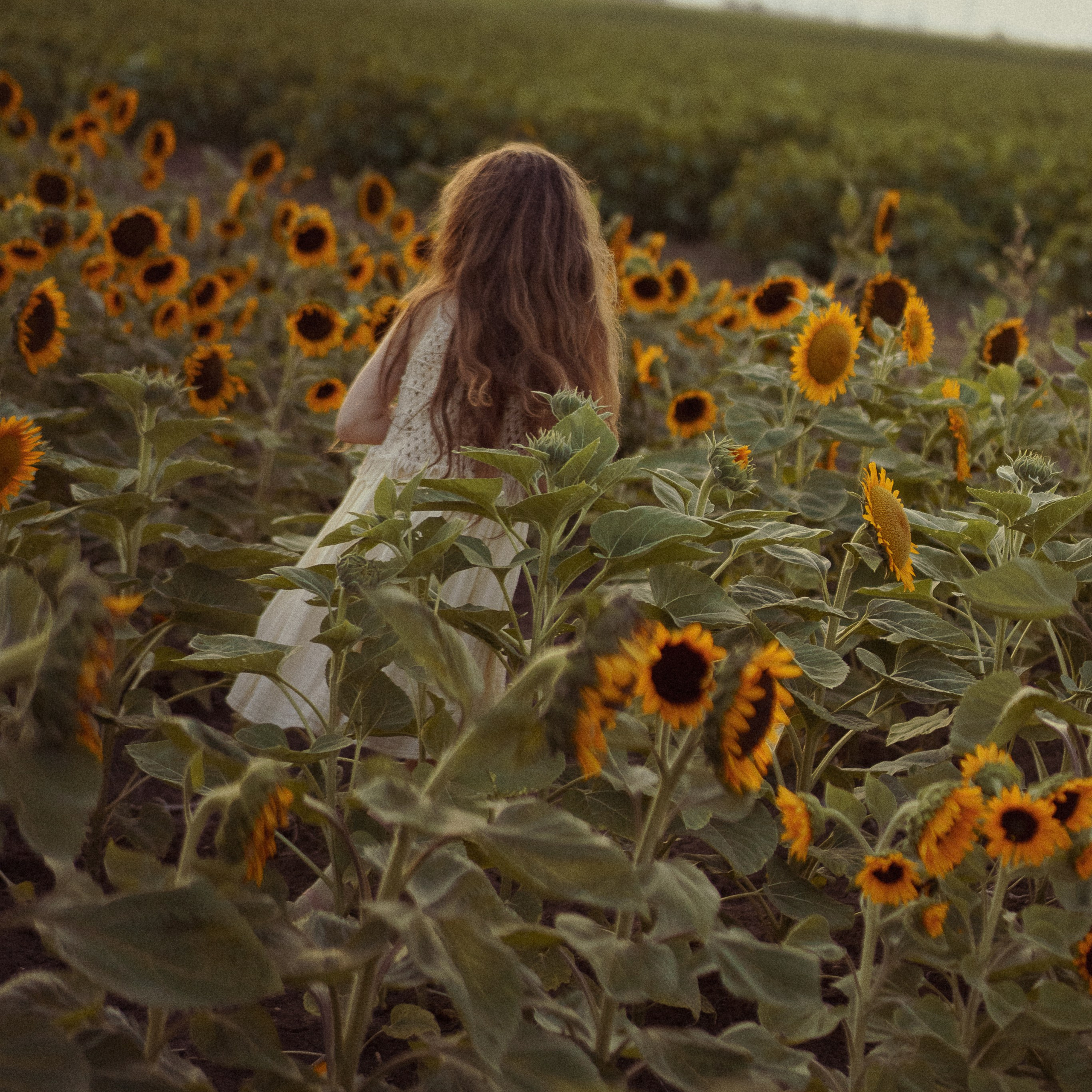 Sunflower Field for Photoshoots: Summer Shoots