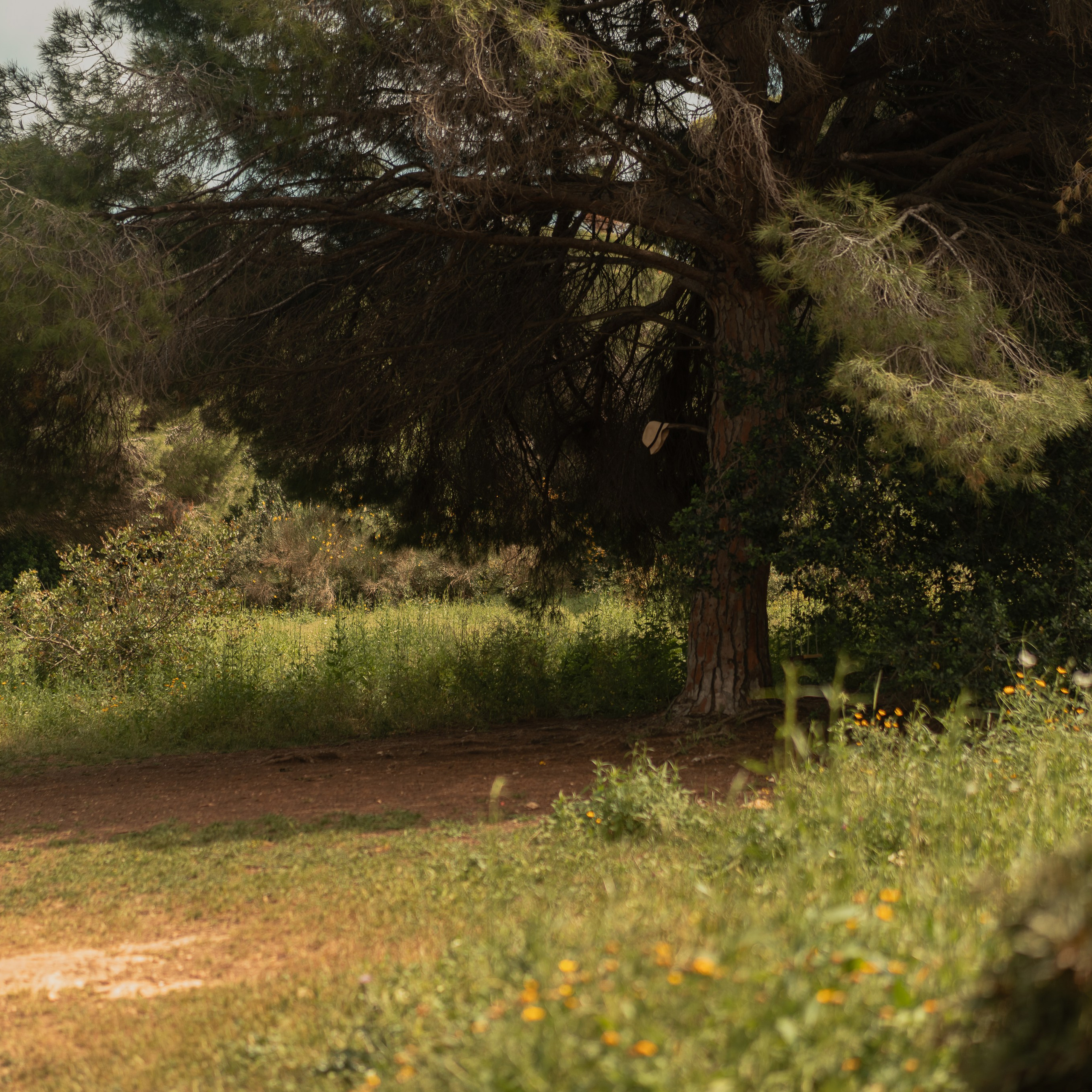 נדנדות לחוויות צילום קלילות וכיפיות