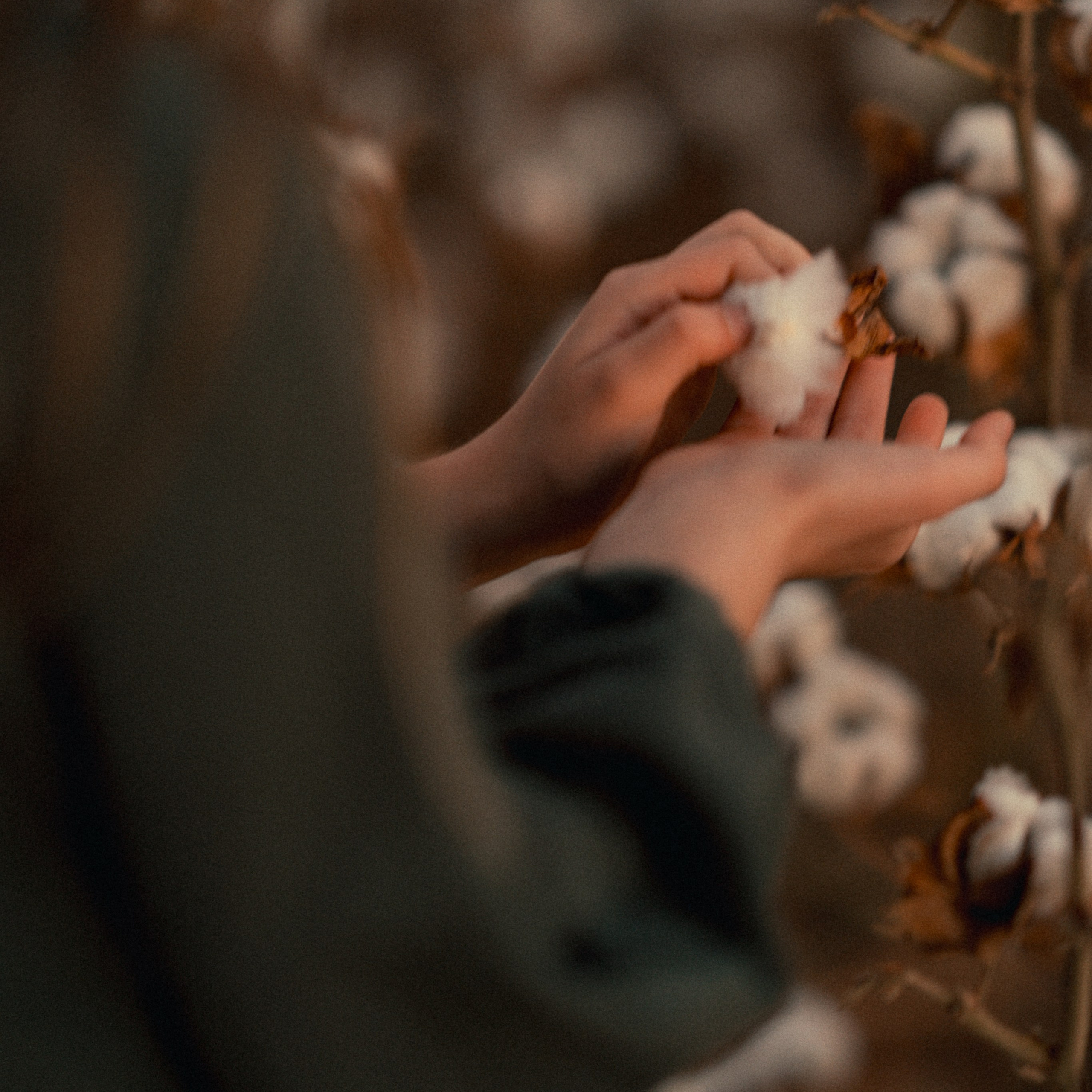 Cotton Fields: Autumn Photoshoots