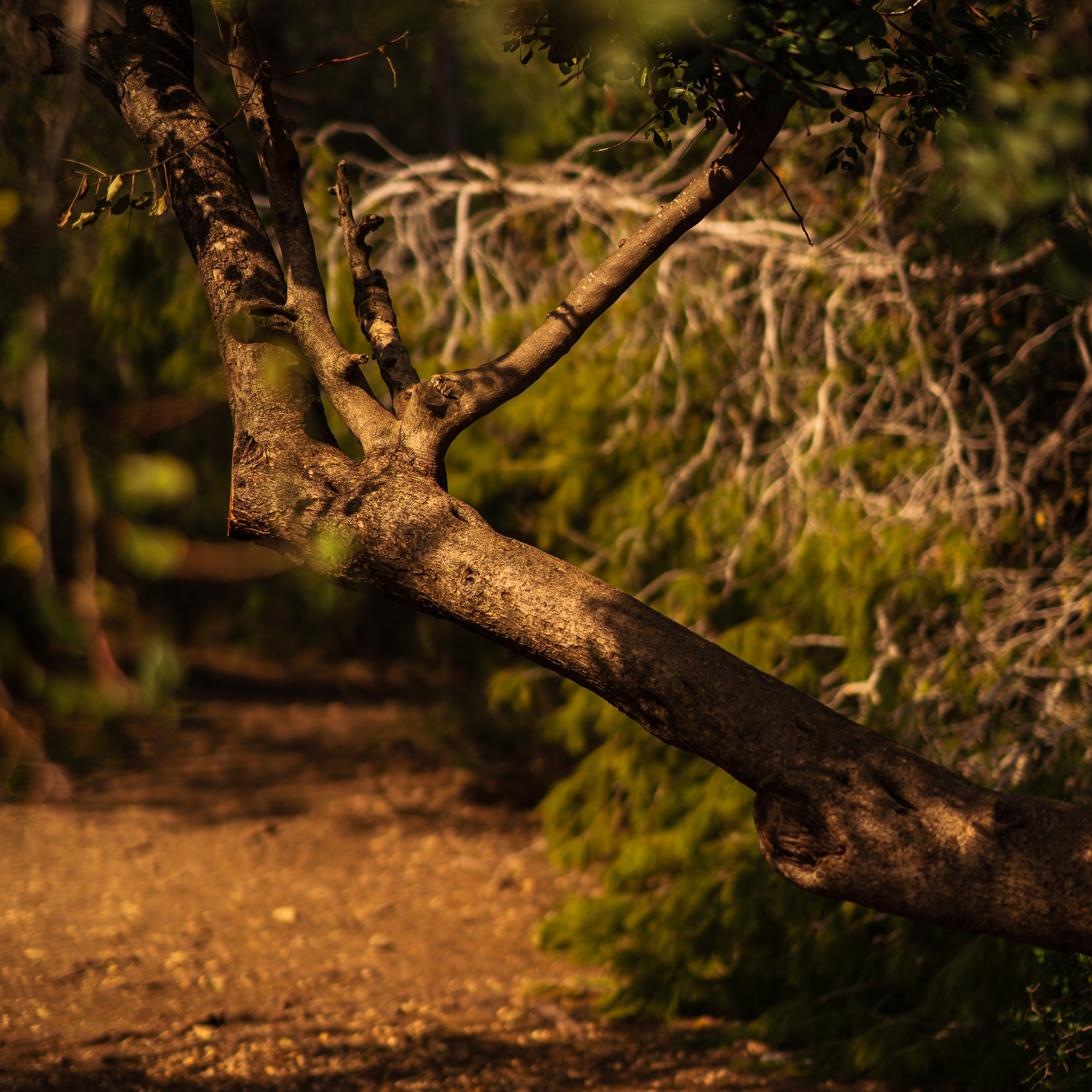 Нешер: Природная фотосессия в Израиле