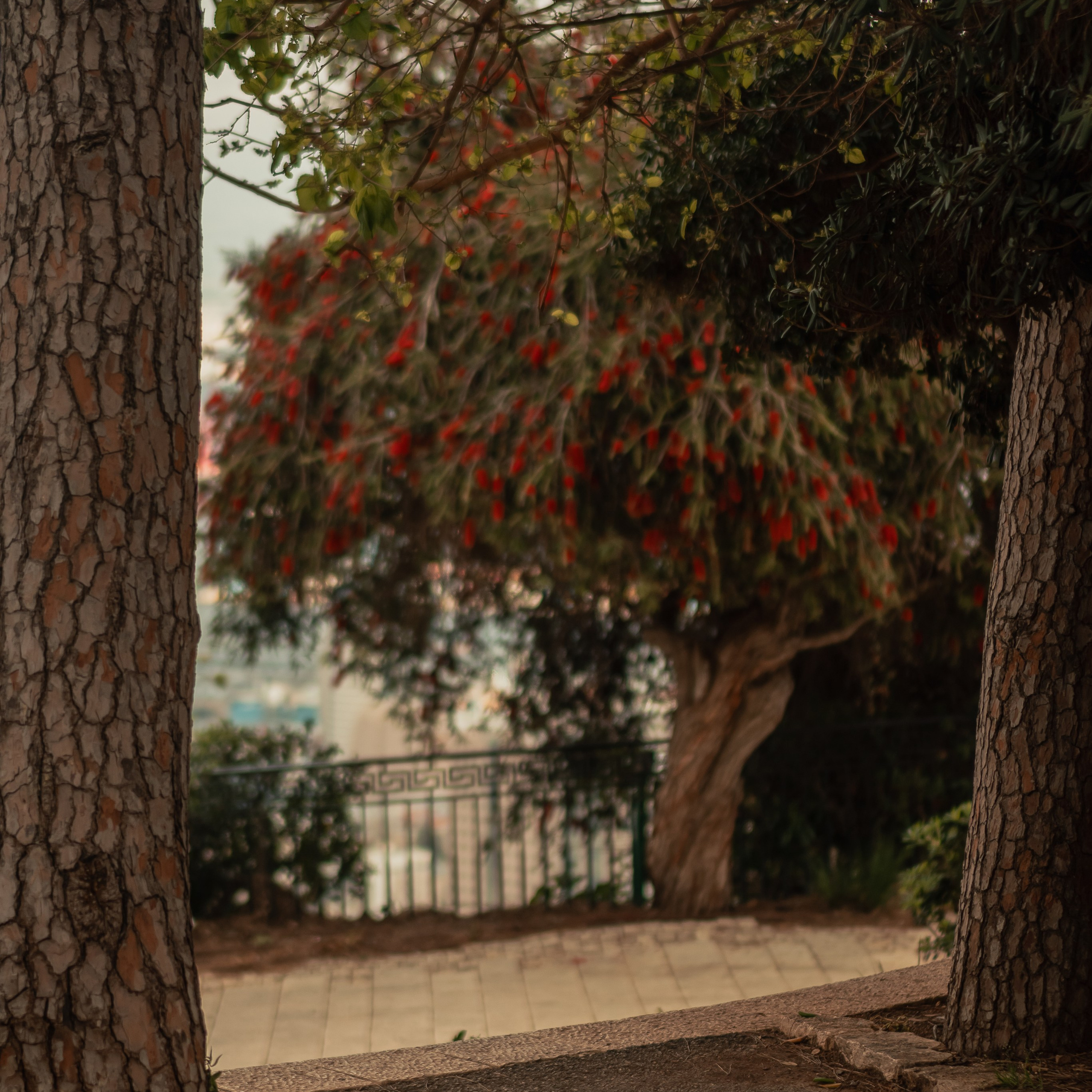 תצפית פרומנד לואי בחיפה: צילום עם נוף עירוני