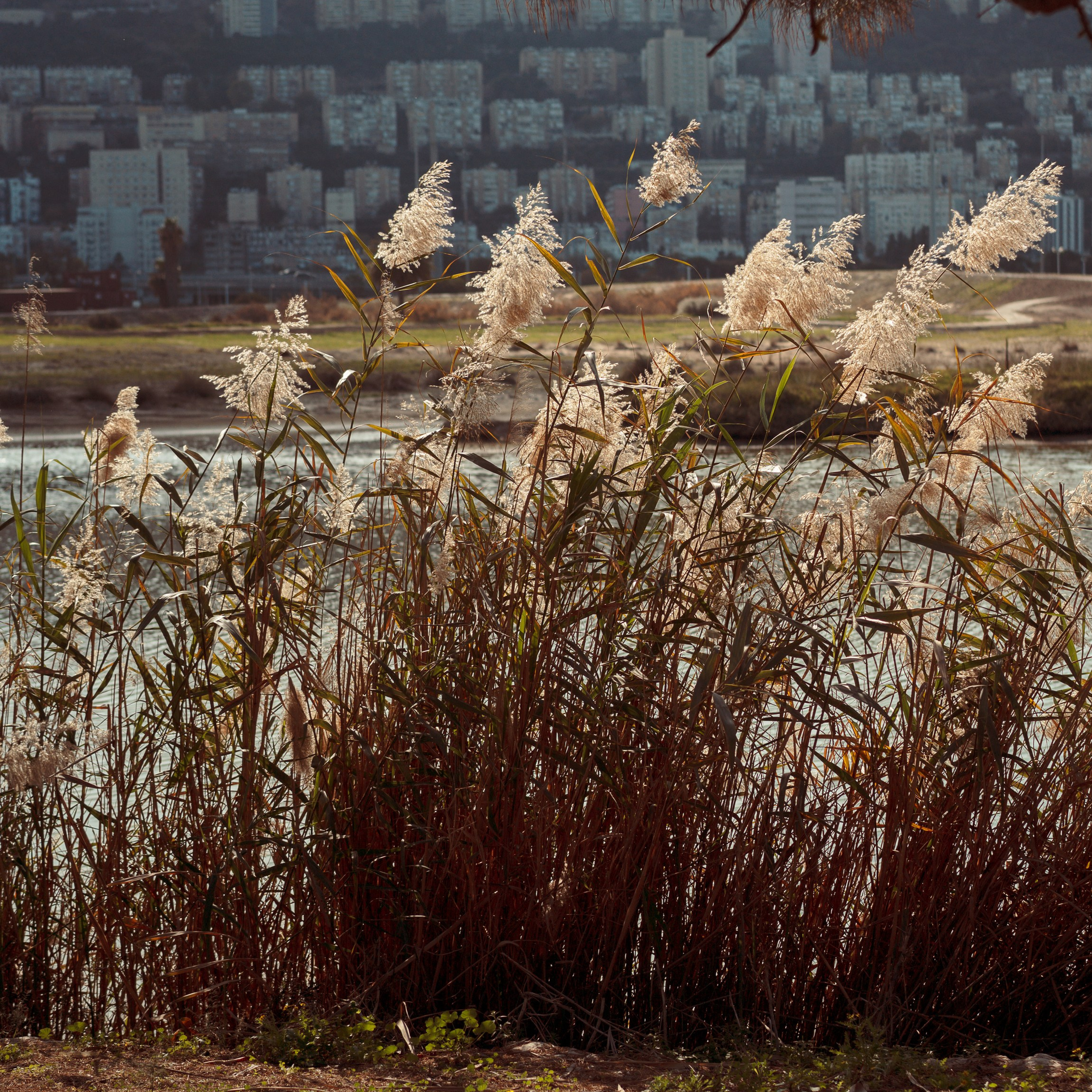 Family Photoshoot in Kishon Park | Capturing Moments in Nature