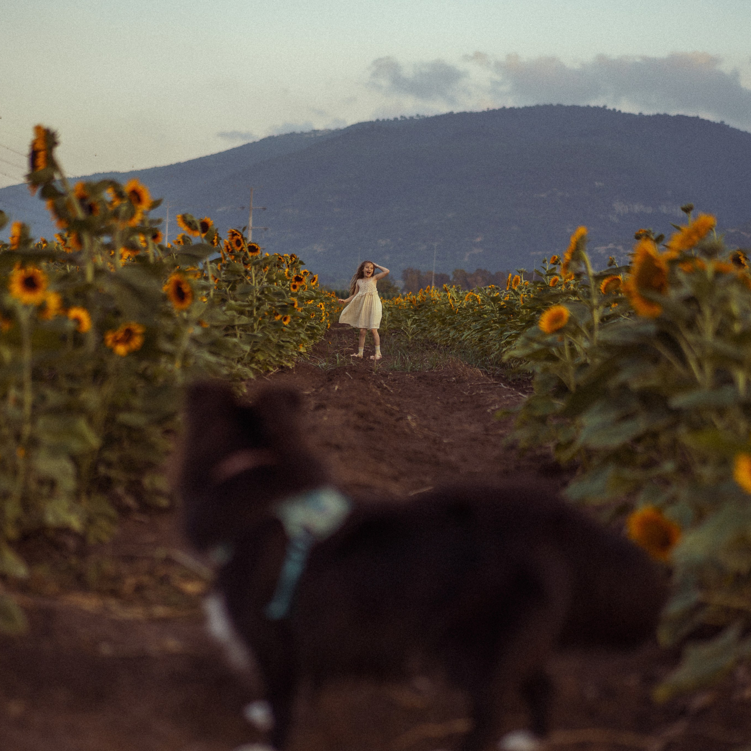 Sunflower Field for Photoshoots: Summer Shoots