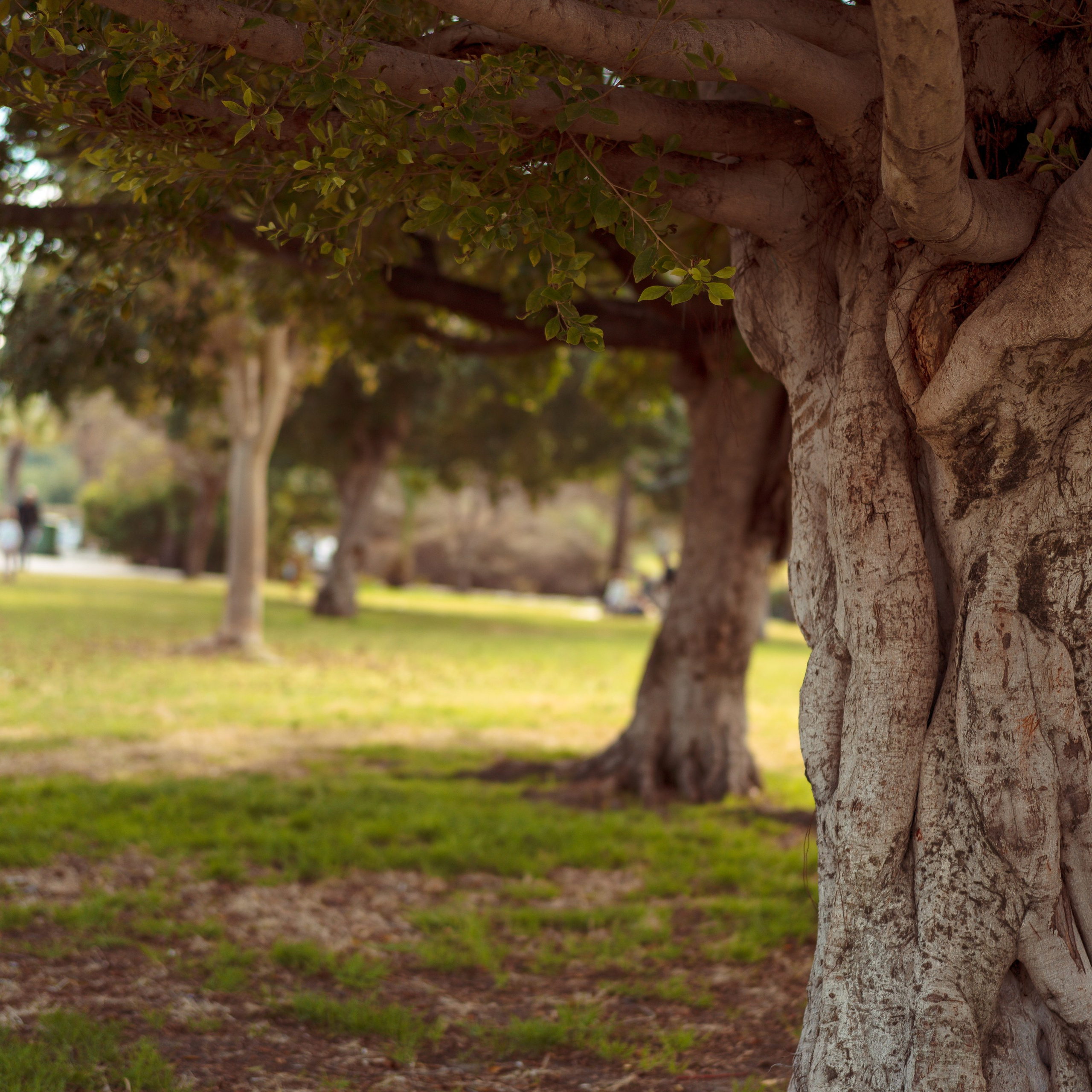 Family Photoshoot in Kishon Park | Capturing Moments in Nature