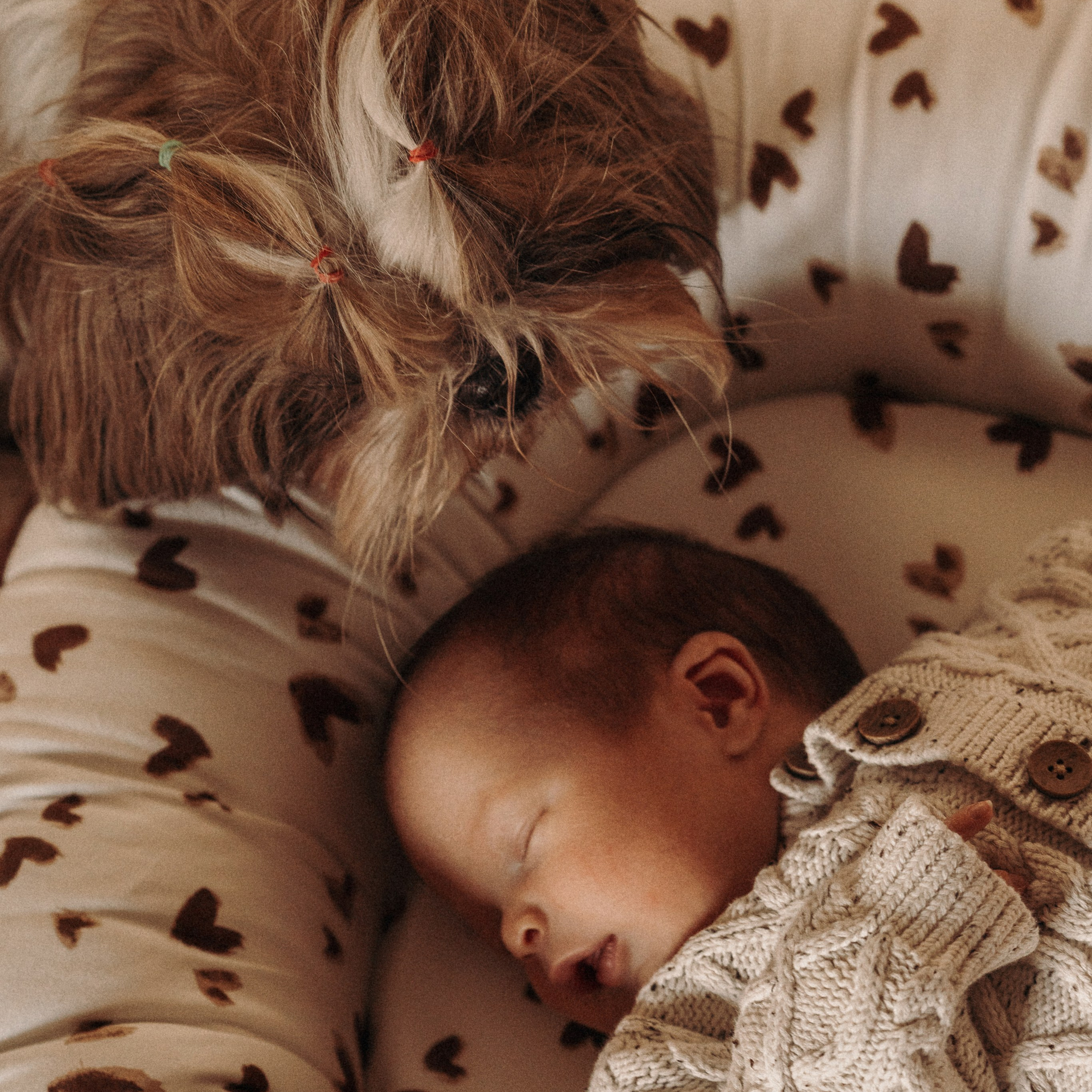סשן צילום עם תינוק, אמא וכלבים | צילום משפחתי עם חיות מחמד
