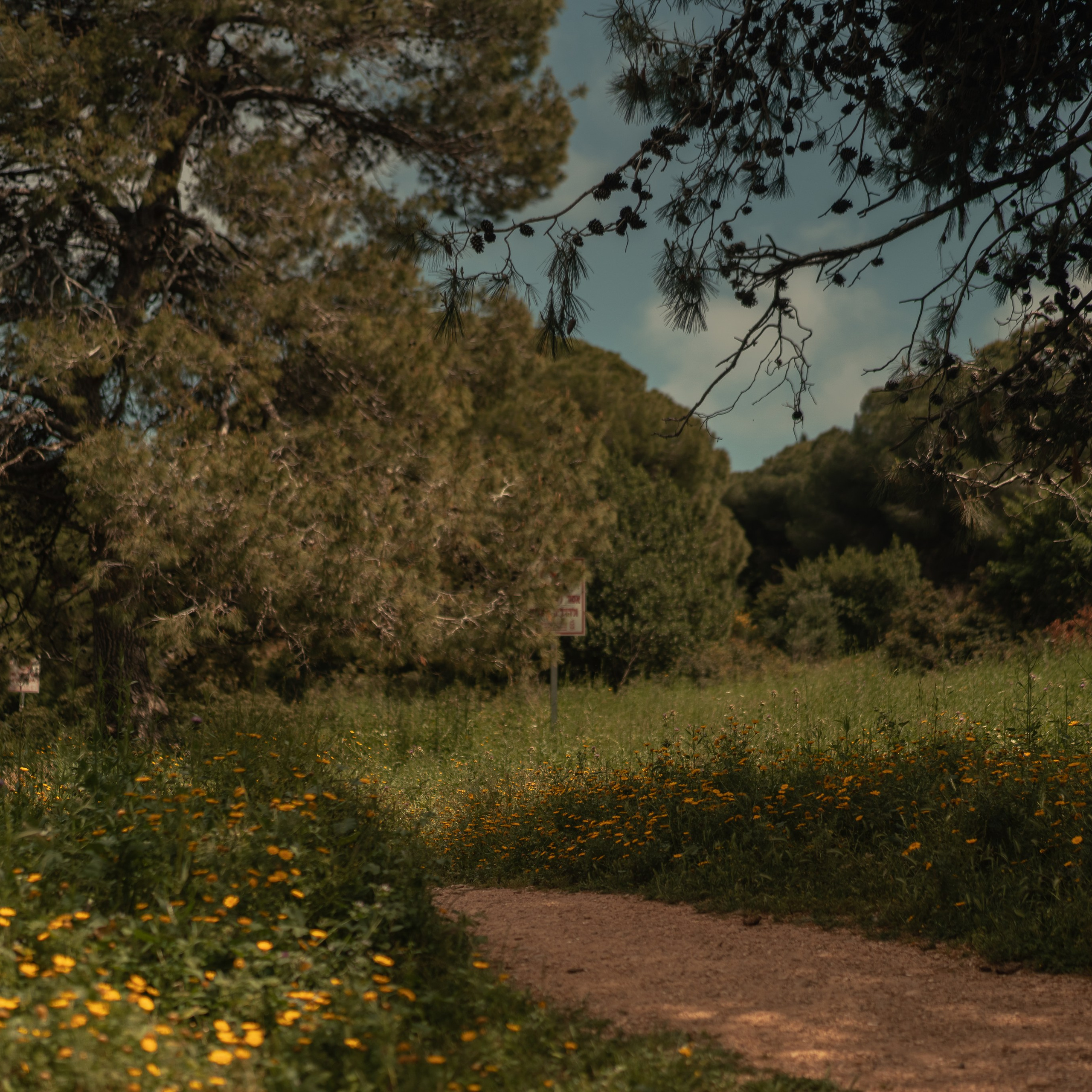 נדנדות לחוויות צילום קלילות וכיפיות