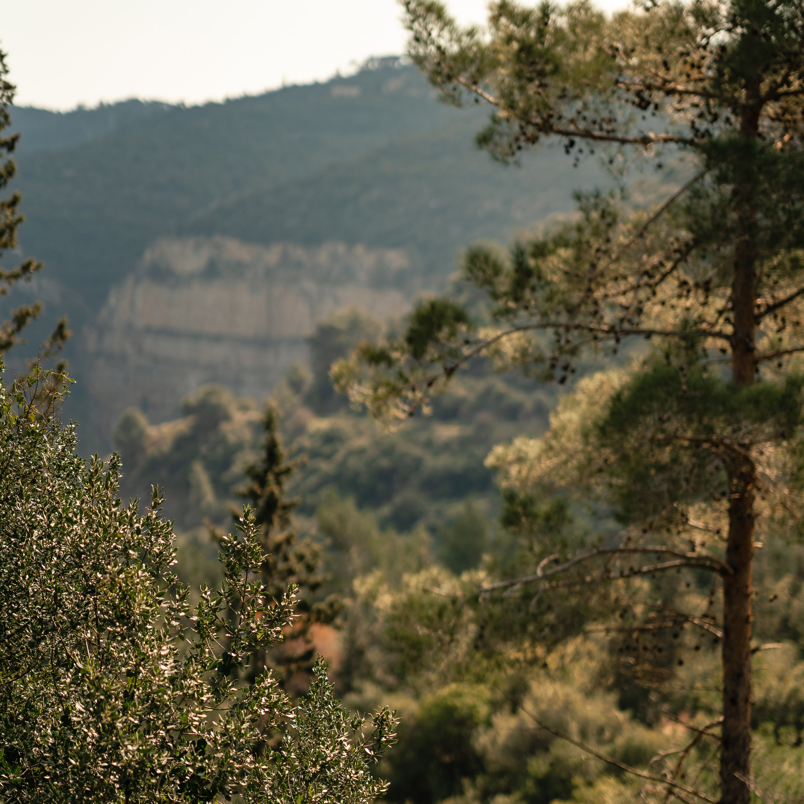 Нешер: Природная фотосессия в Израиле