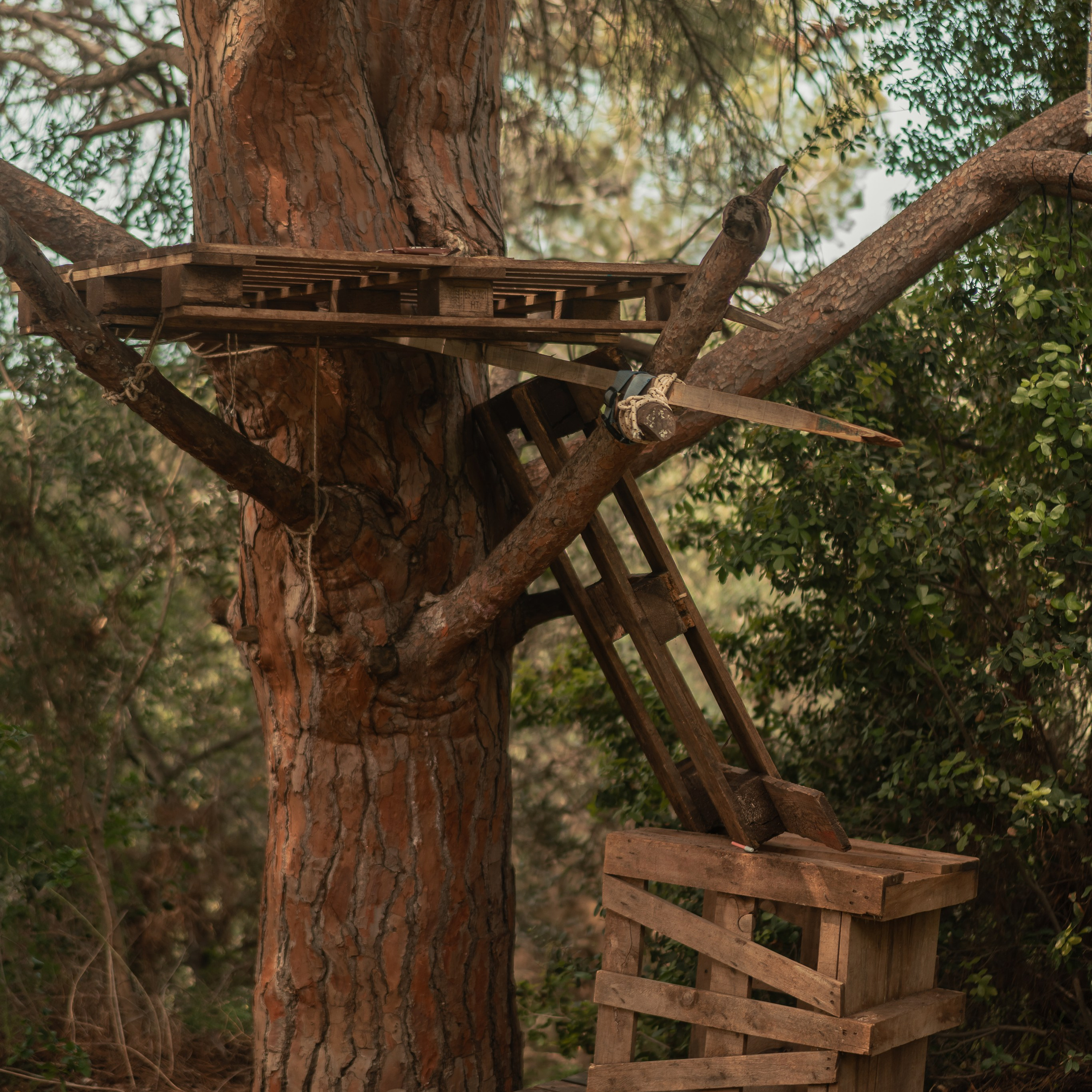 נדנדות לחוויות צילום קלילות וכיפיות