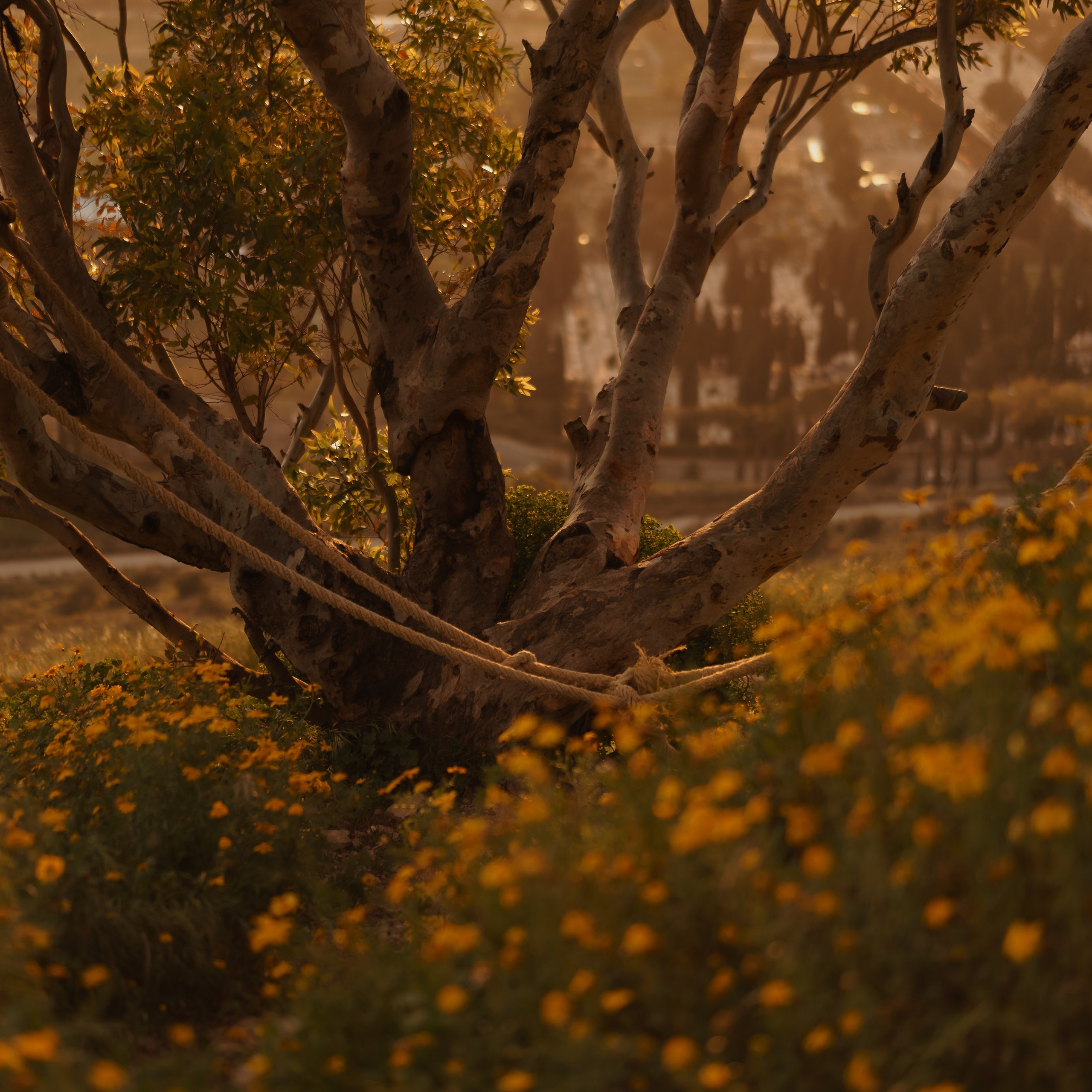 Viewpoint with a Tree (very beautiful in March)