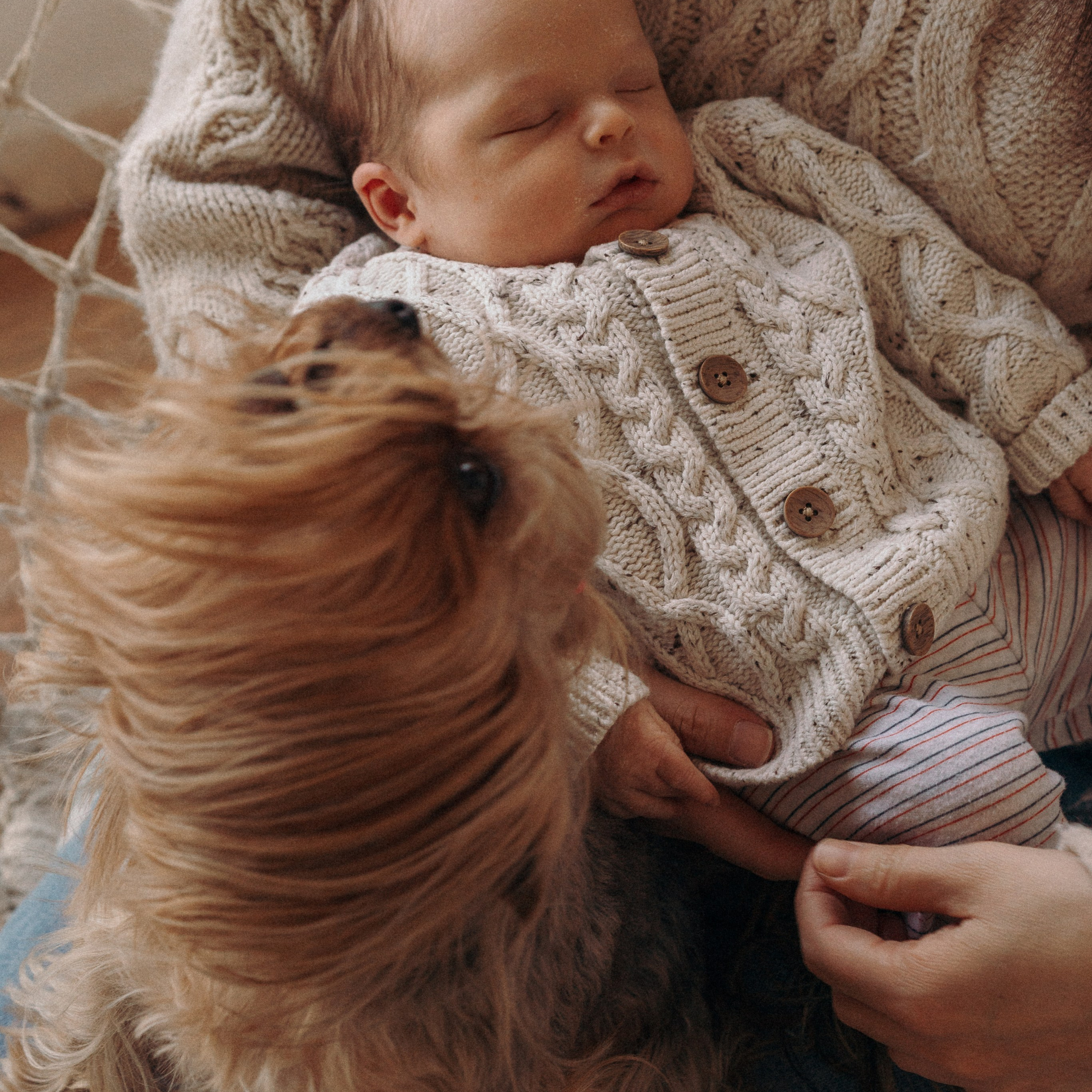 סשן צילום עם תינוק, אמא וכלבים | צילום משפחתי עם חיות מחמד