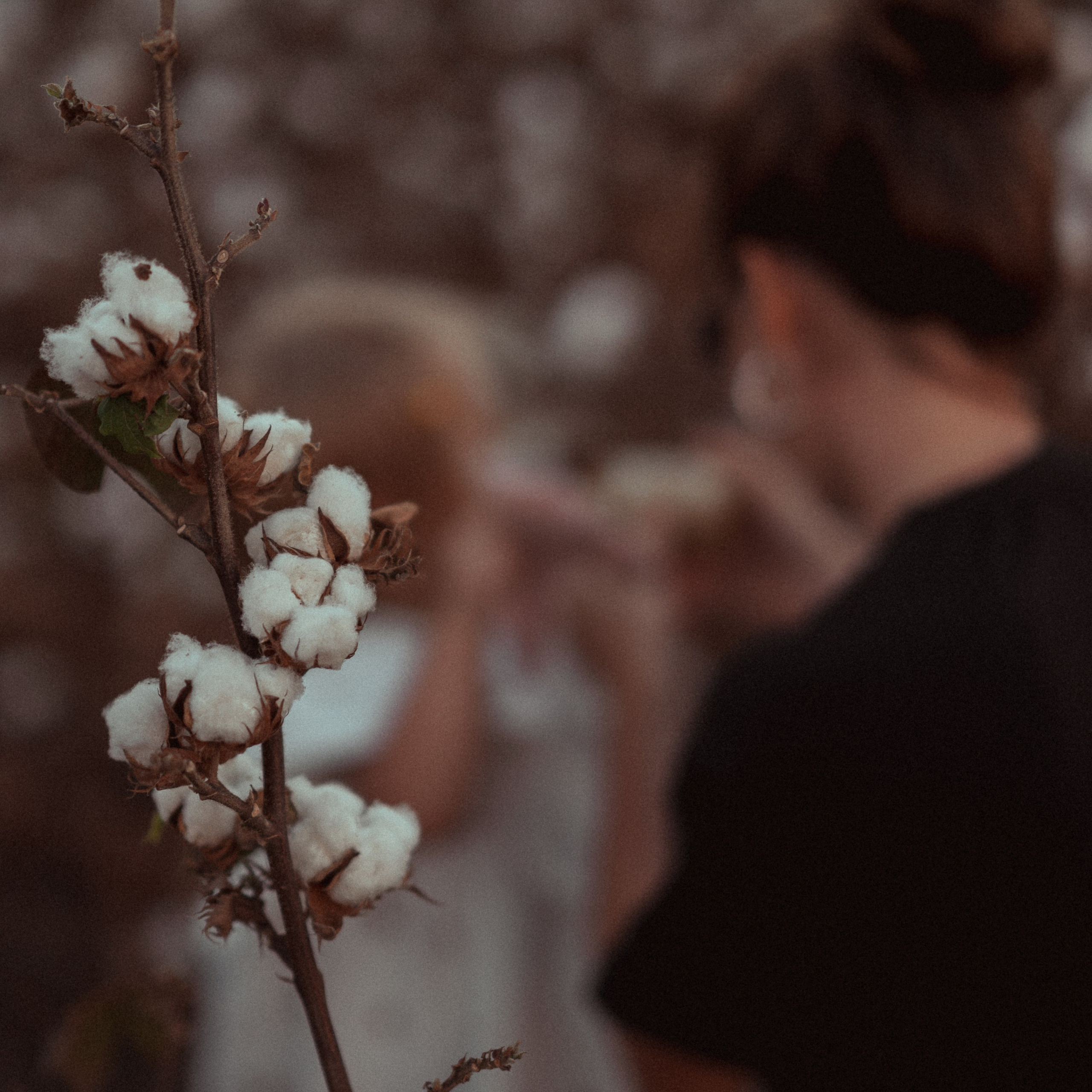 שדות כותנה (ספטמבר–תחילת אוקטובר)