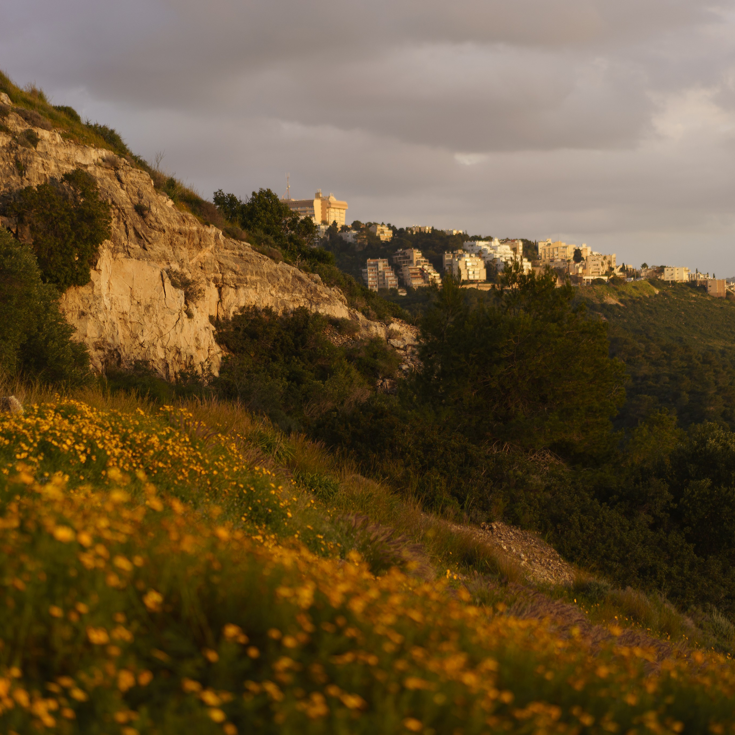Viewing Platform with a Tree: Ideal for Spring Photoshoots