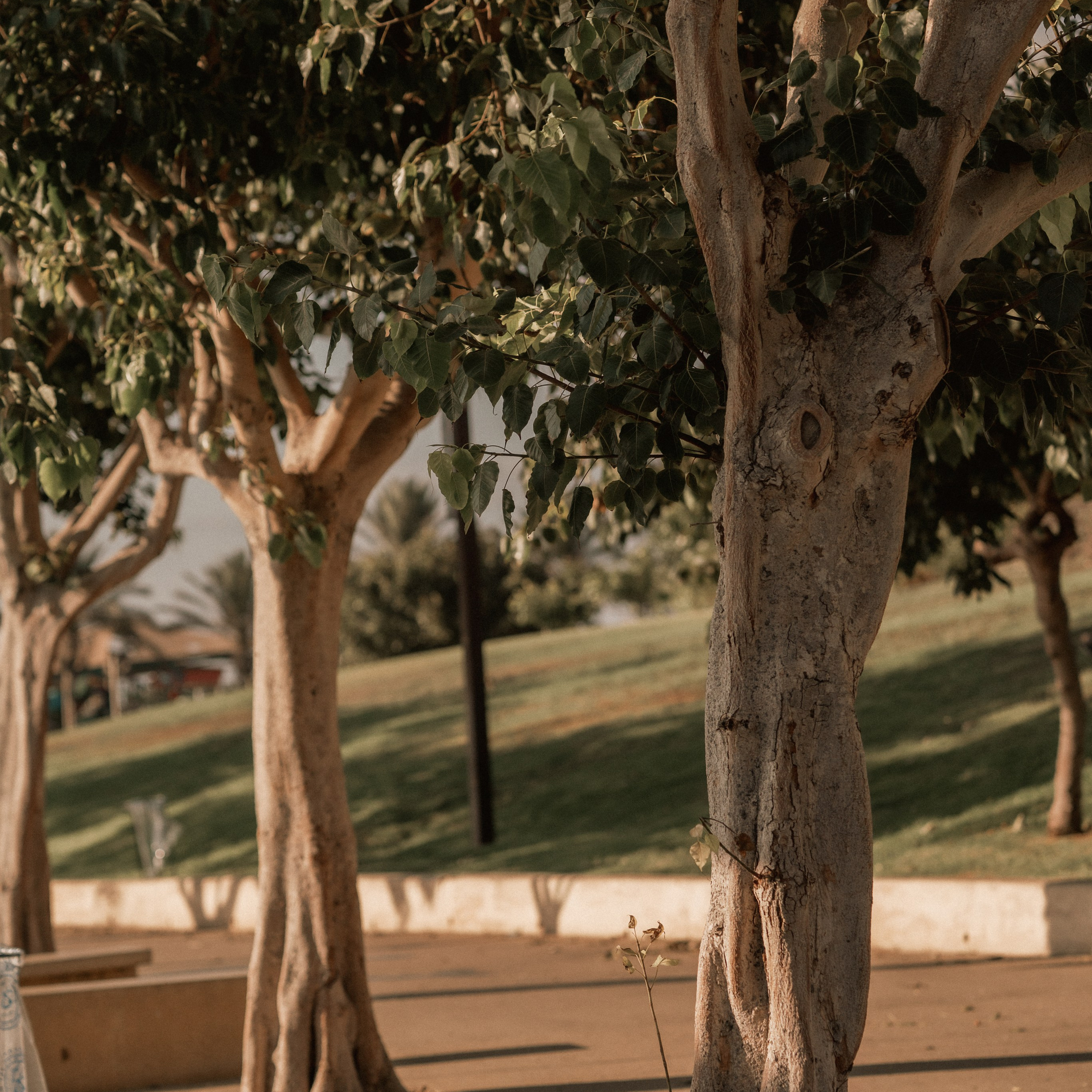 Photoshoots in Geht Park: Green Space for Harmonious Shots