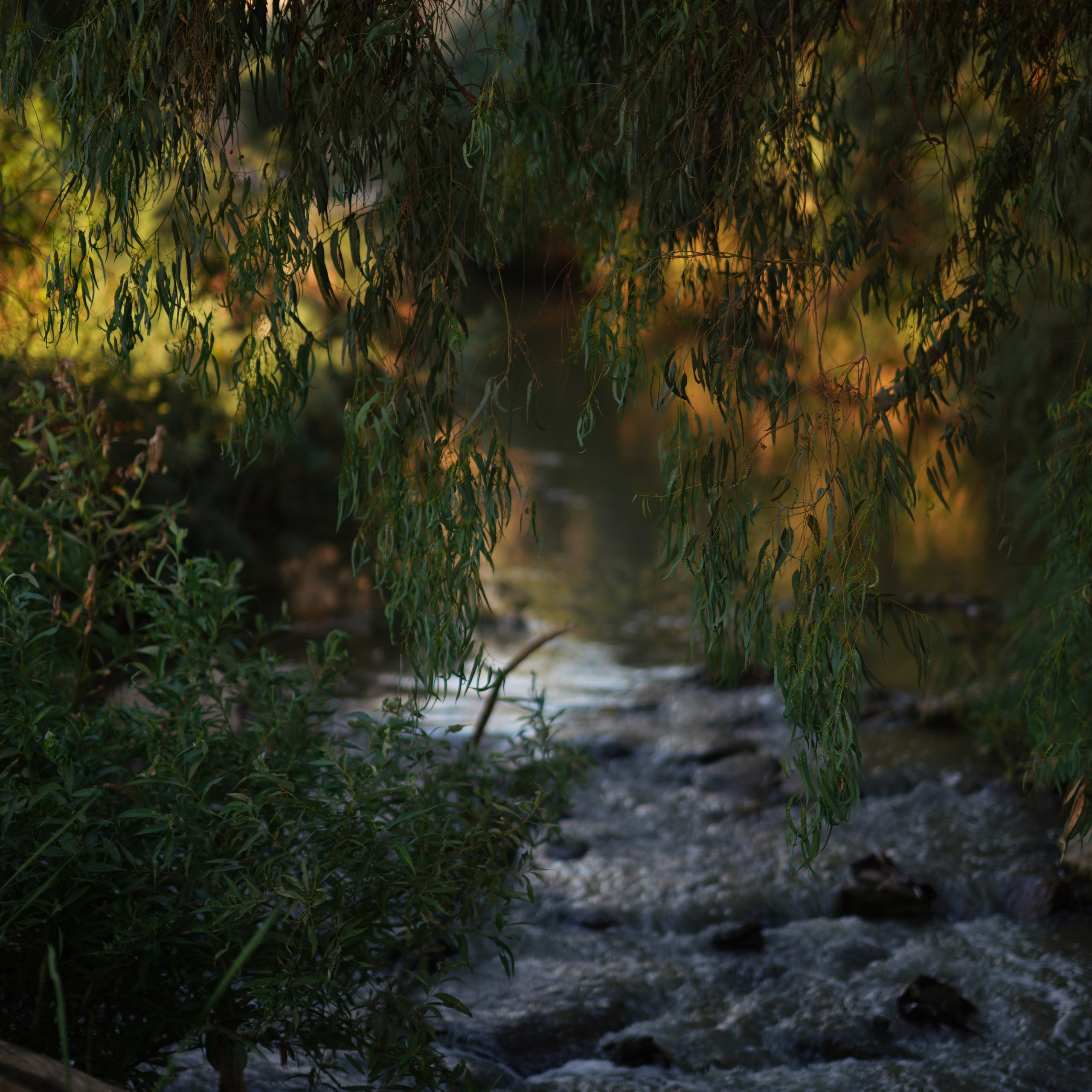 Река рядом с Хайфой: природные фотосессии