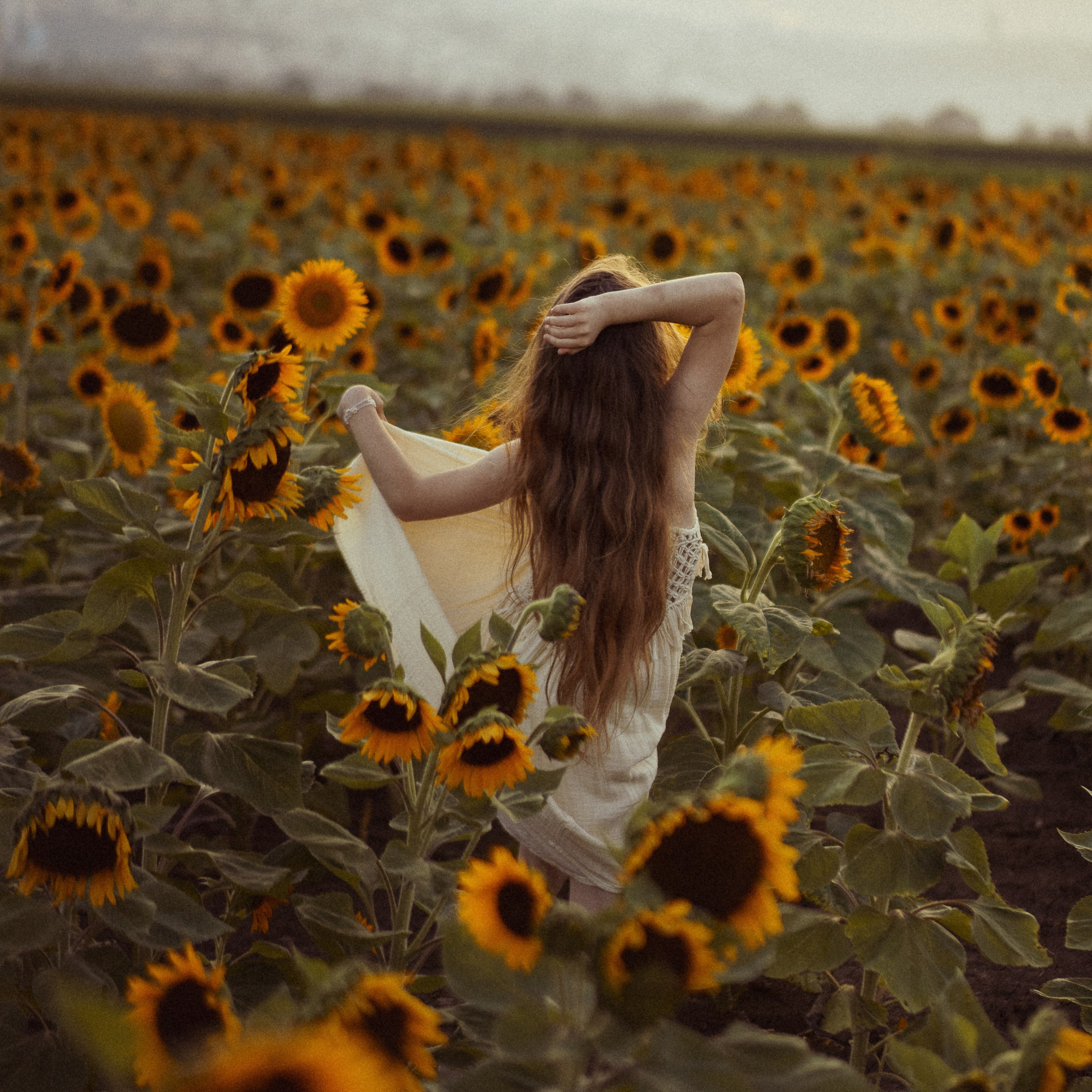 Sunflower Field for Photoshoots: Summer Shoots