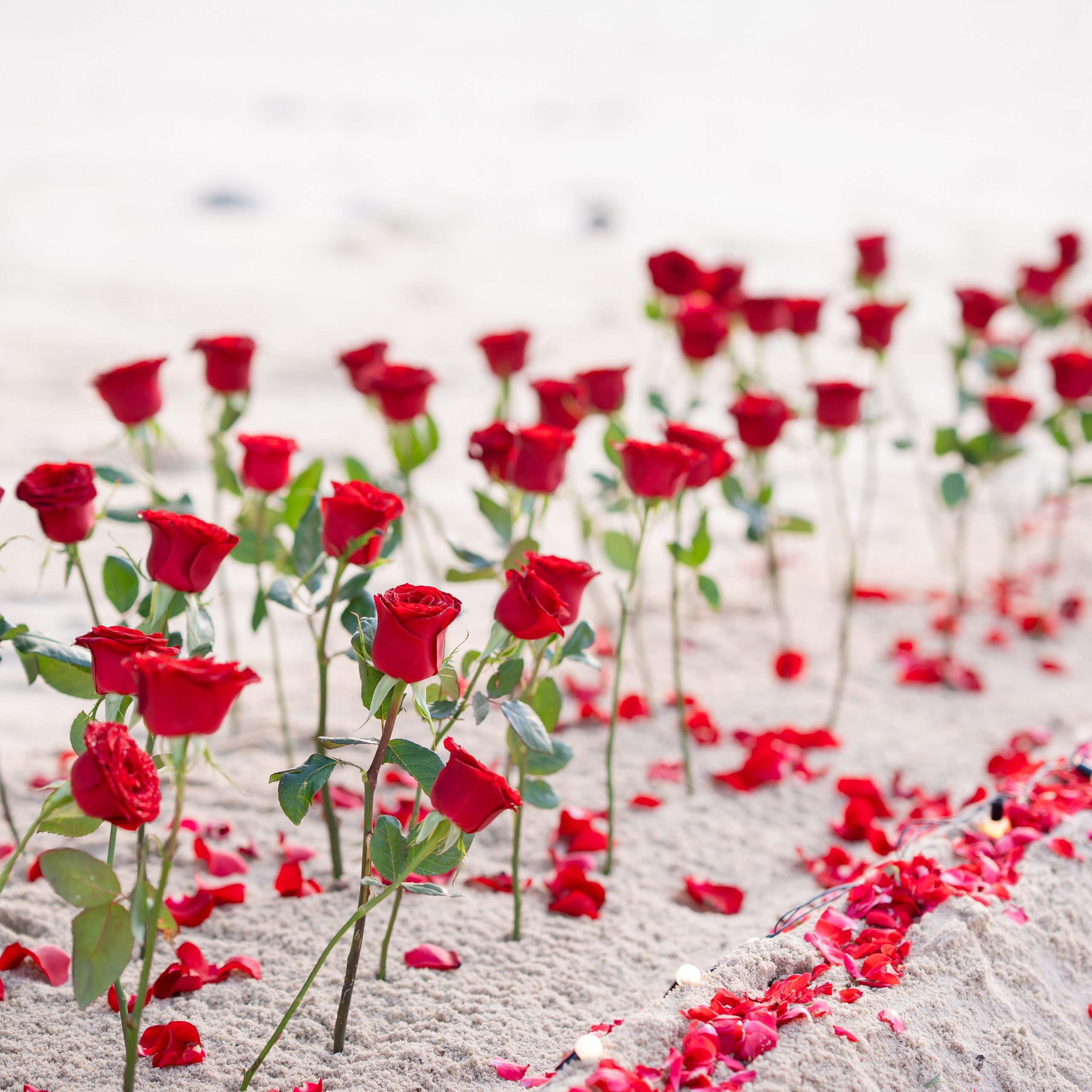 Photo. Romantic proposal on Koh Samui, Thailand