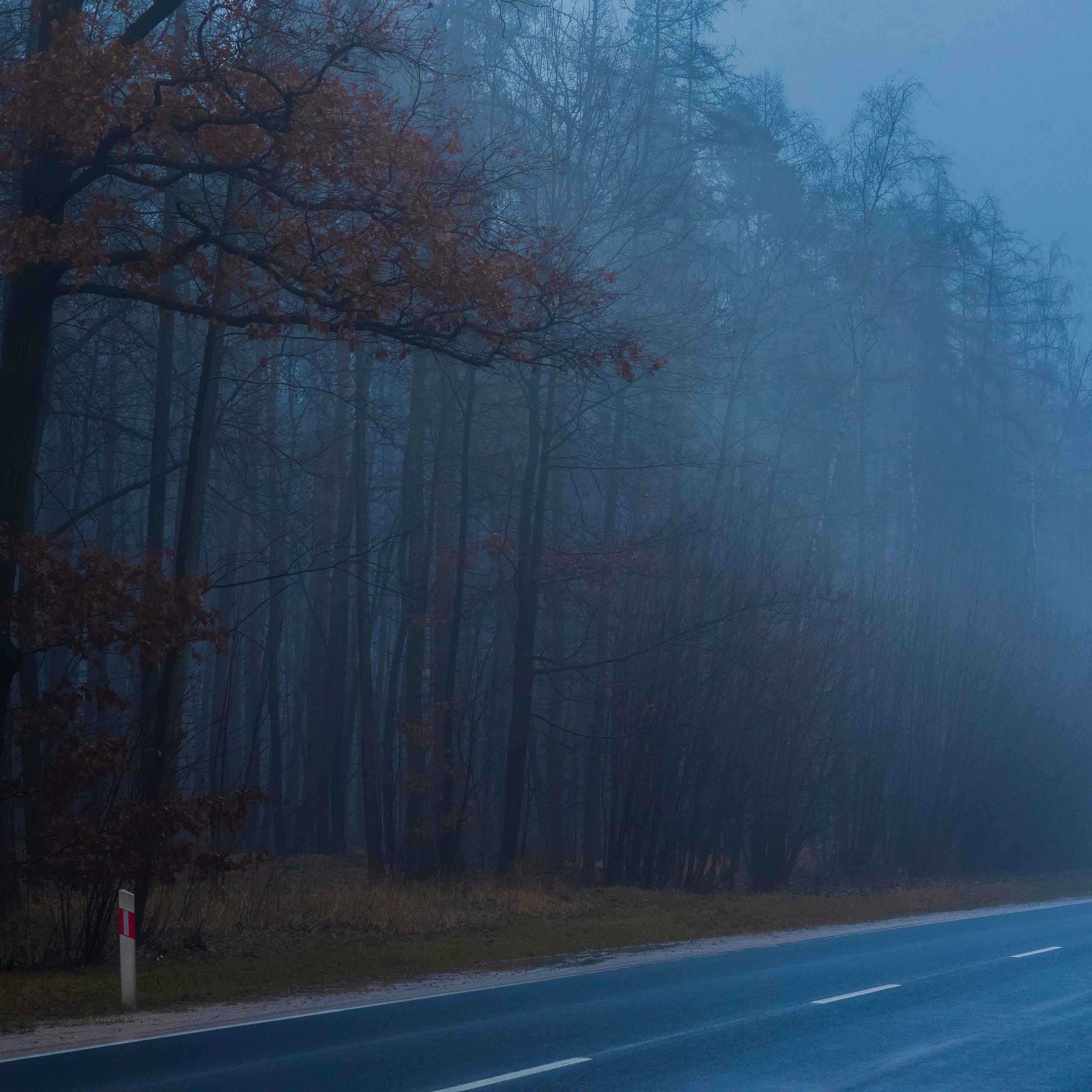 Туман в полях